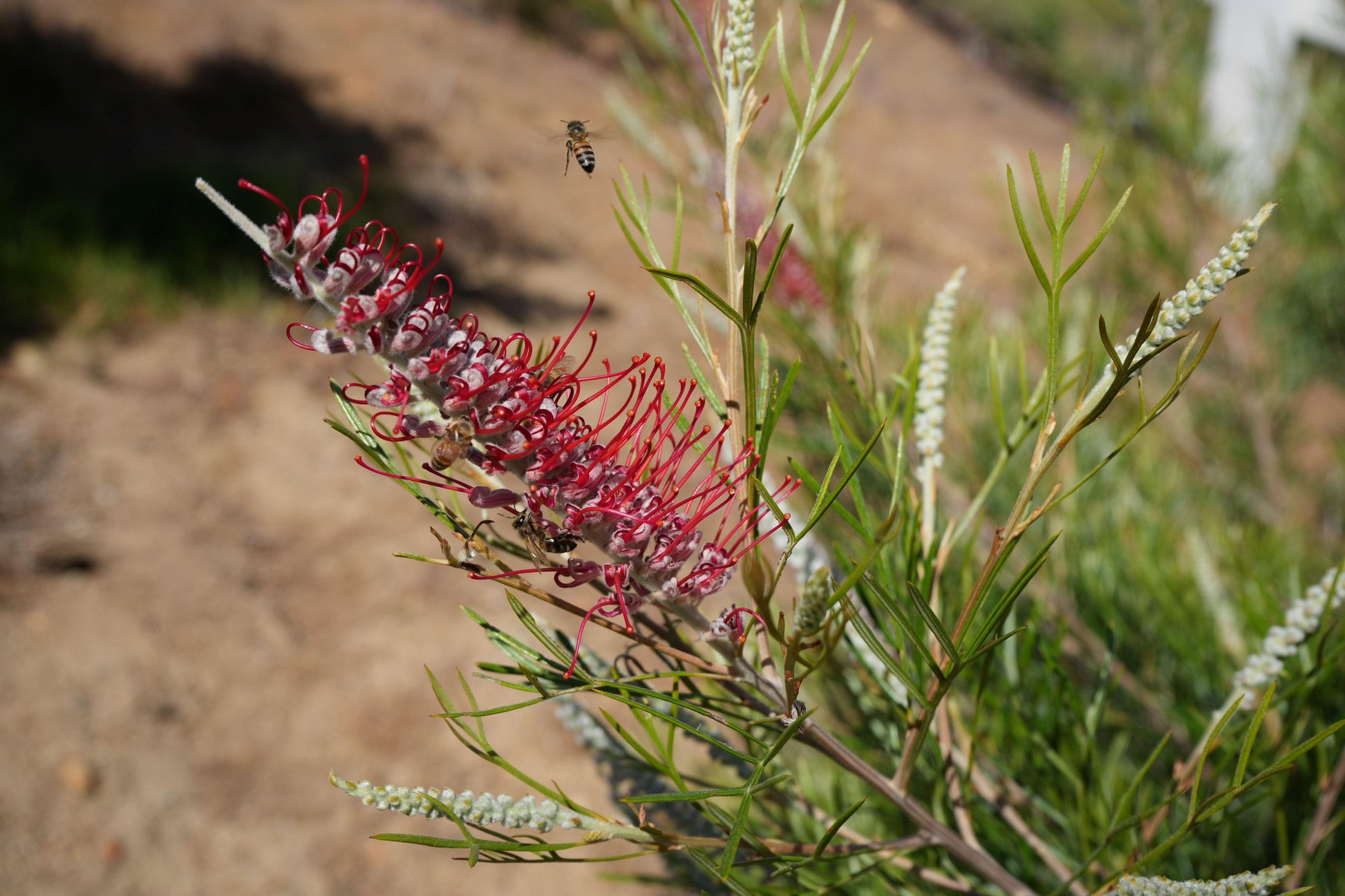 Grevillea 'Spirit of Anzac': Hardy, Red Flowers, Resilience protea plant - Bonte Farm