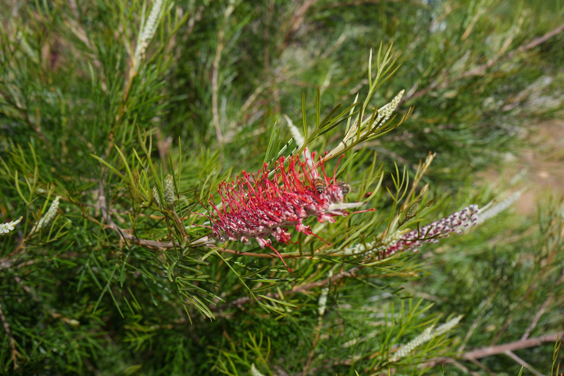 Grevillea 'Spirit of Anzac': Hardy, Red Flowers, Resilience protea plant - Bonte Farm
