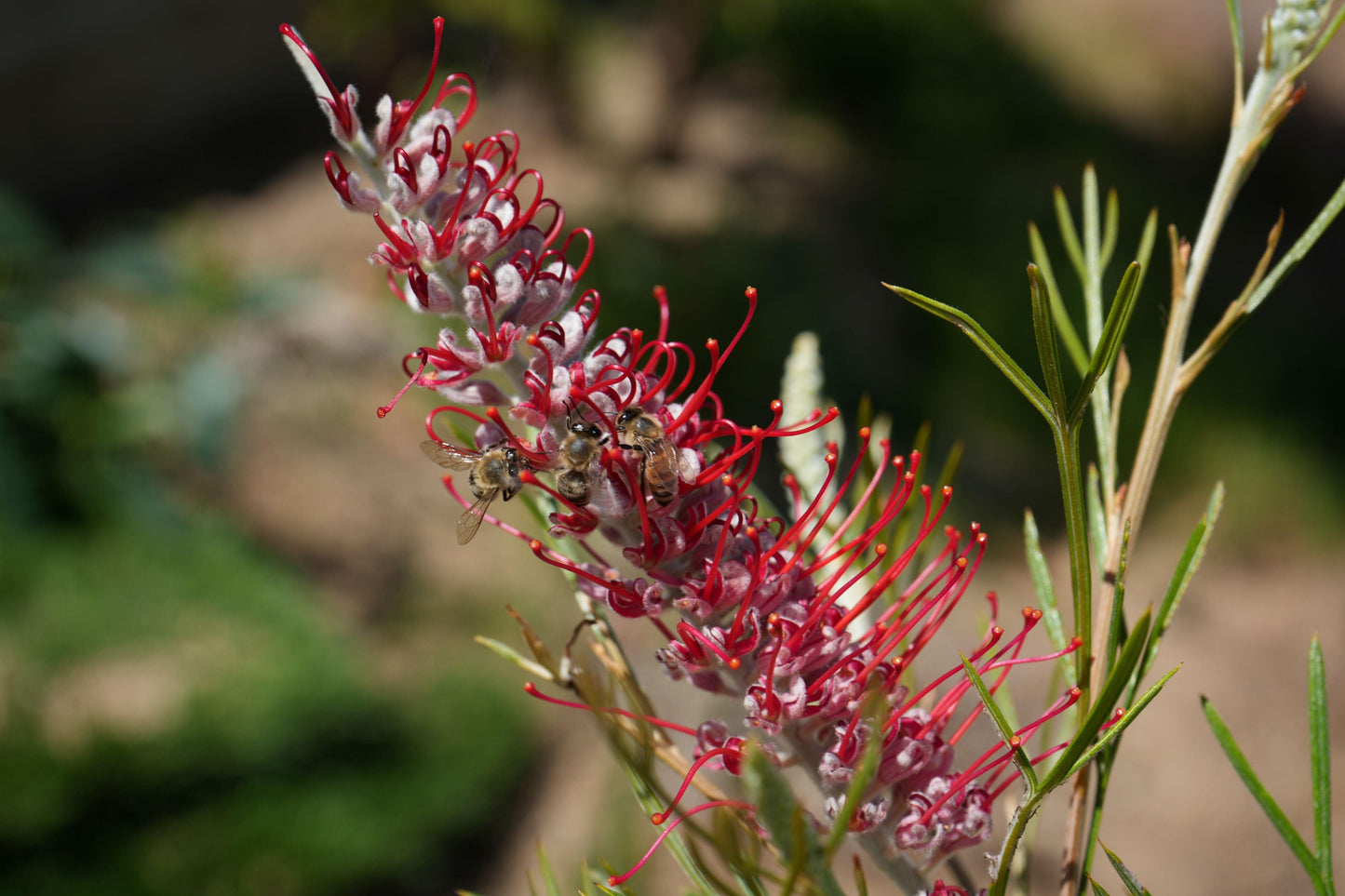 Grevillea 'Spirit of Anzac': Hardy, Red Flowers, Resilience protea plant - Bonte Farm