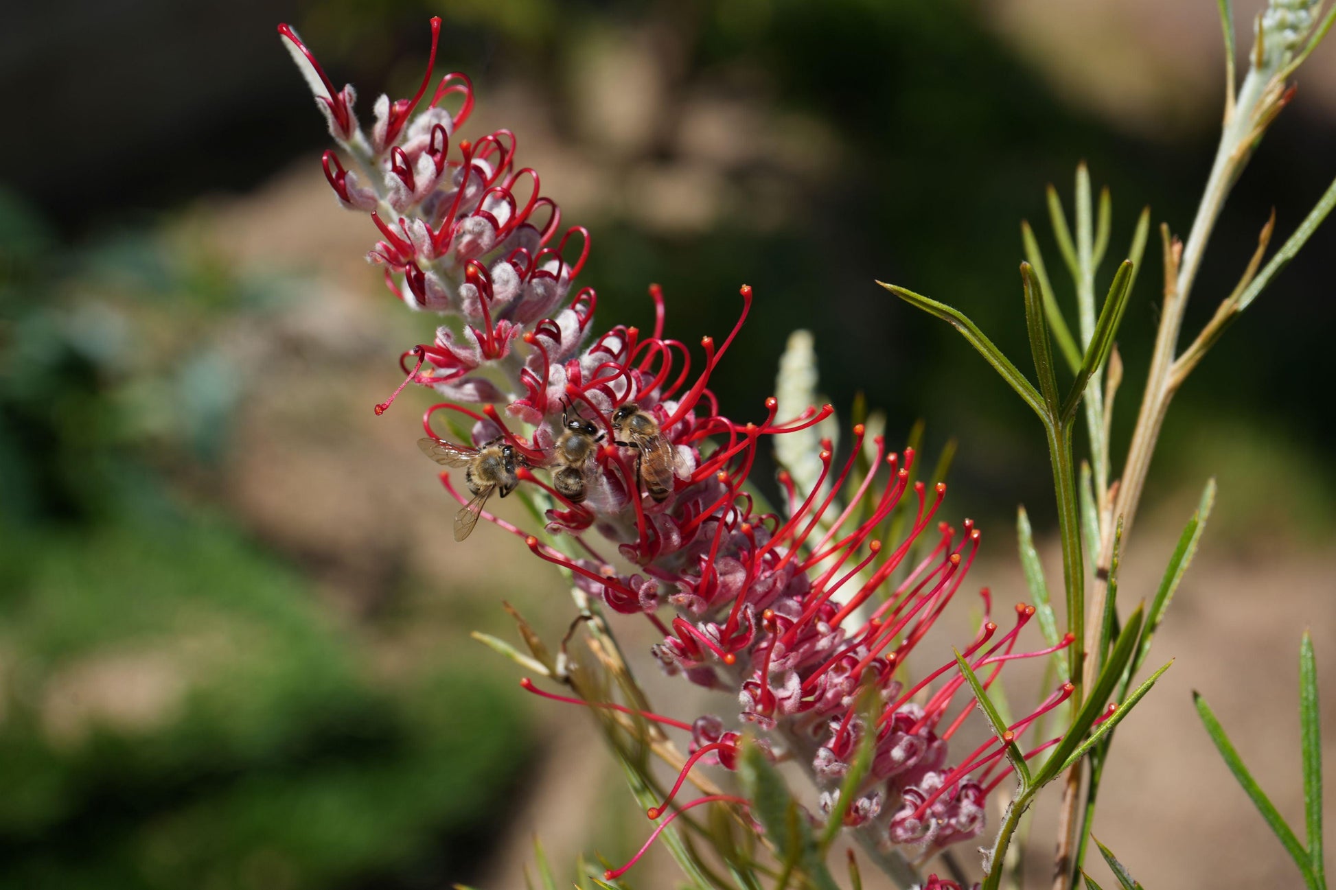Grevillea 'Spirit of Anzac': Hardy, Red Flowers, Resilience protea plant - Bonte Farm