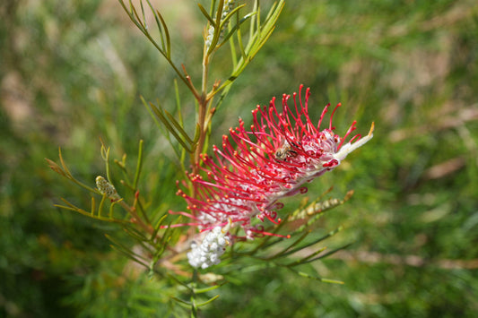 Grevillea 'Spirit of Anzac': Hardy, Red Flowers, Resilience protea plant - Bonte Farm