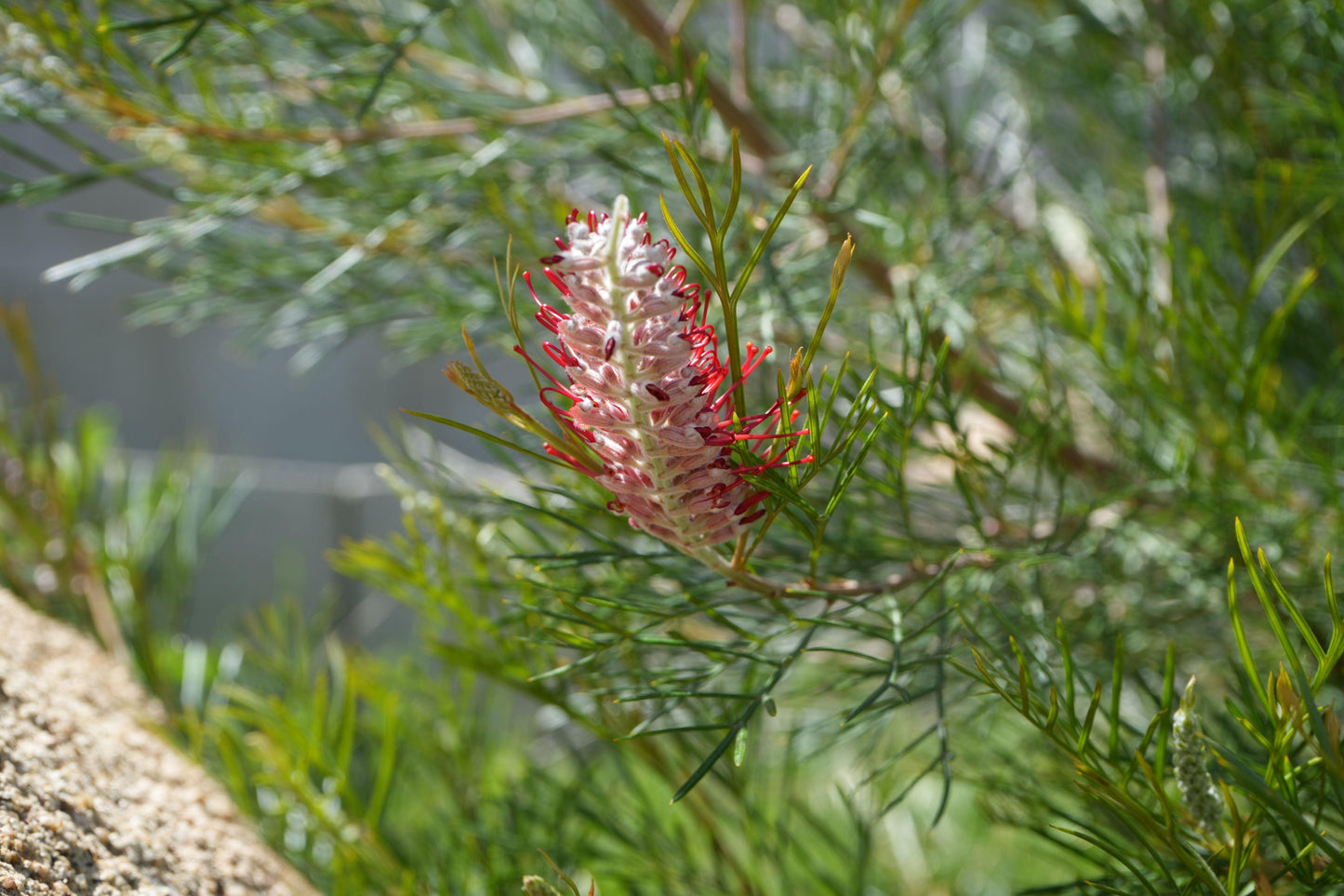 Grevillea 'Spirit of Anzac': Hardy, Red Flowers, Resilience protea plant - Bonte Farm