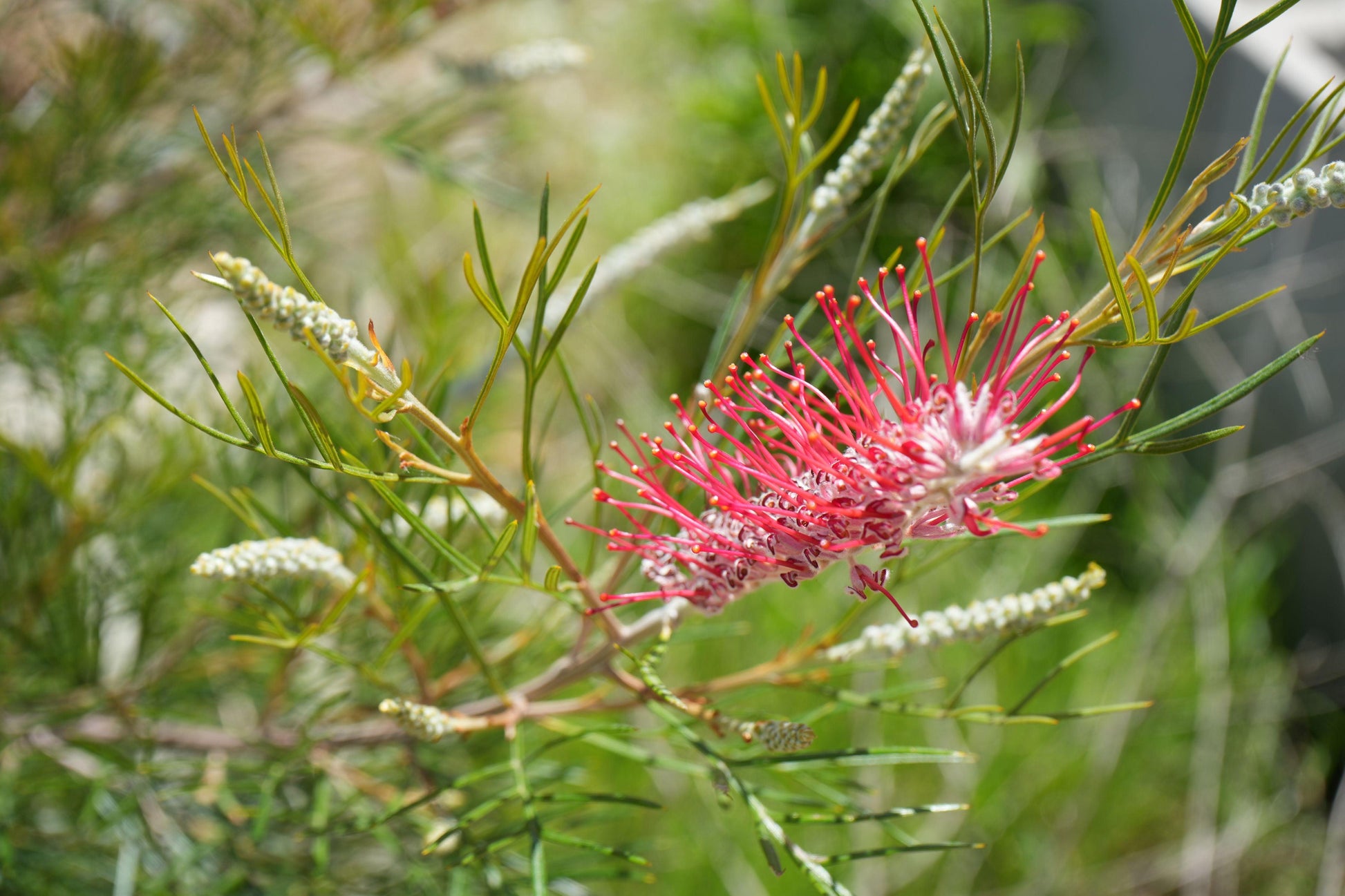 Grevillea 'Spirit of Anzac': Hardy, Red Flowers, Resilience protea plant - Bonte Farm