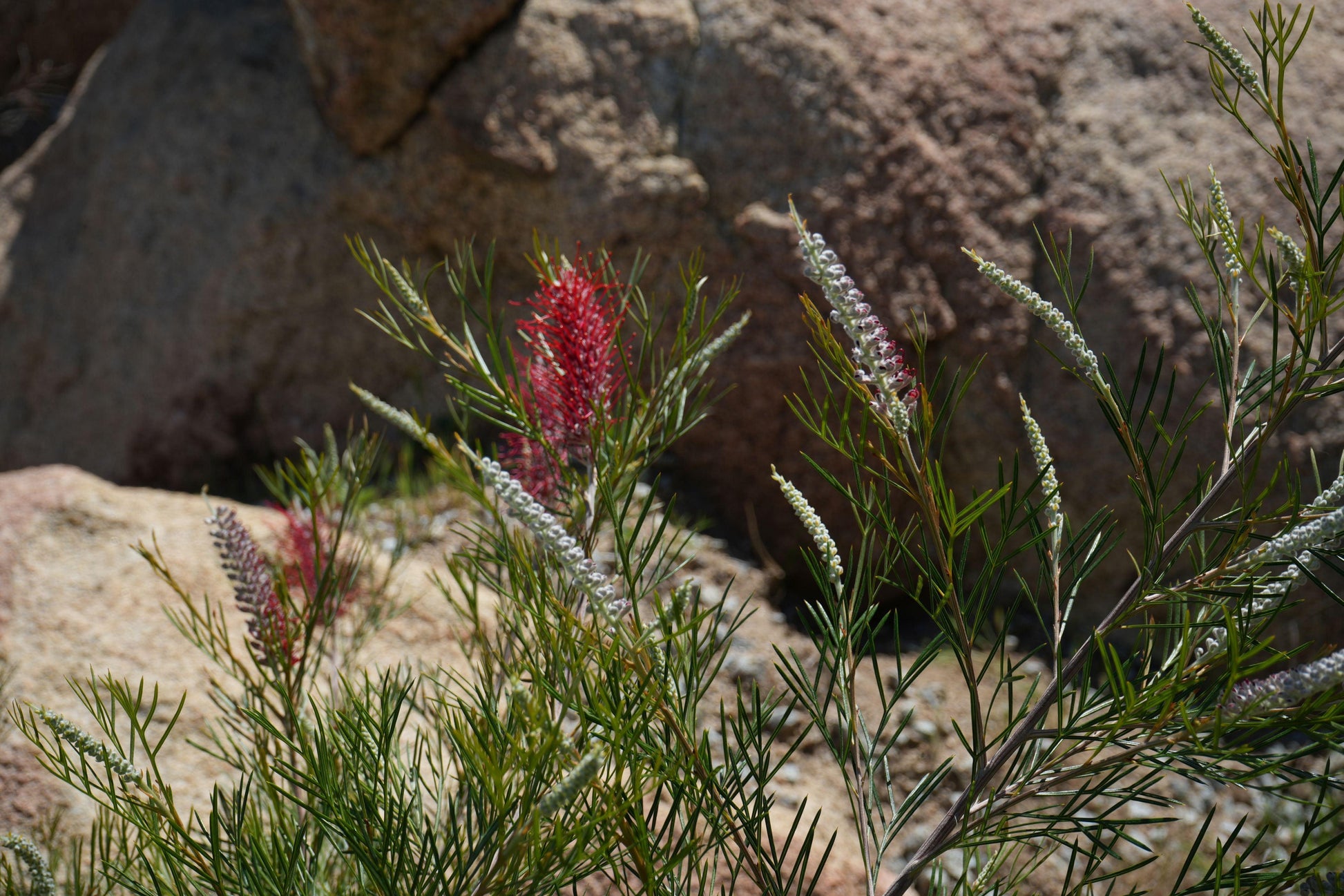 Grevillea 'Spirit of Anzac': Hardy, Red Flowers, Resilience protea plant - Bonte Farm