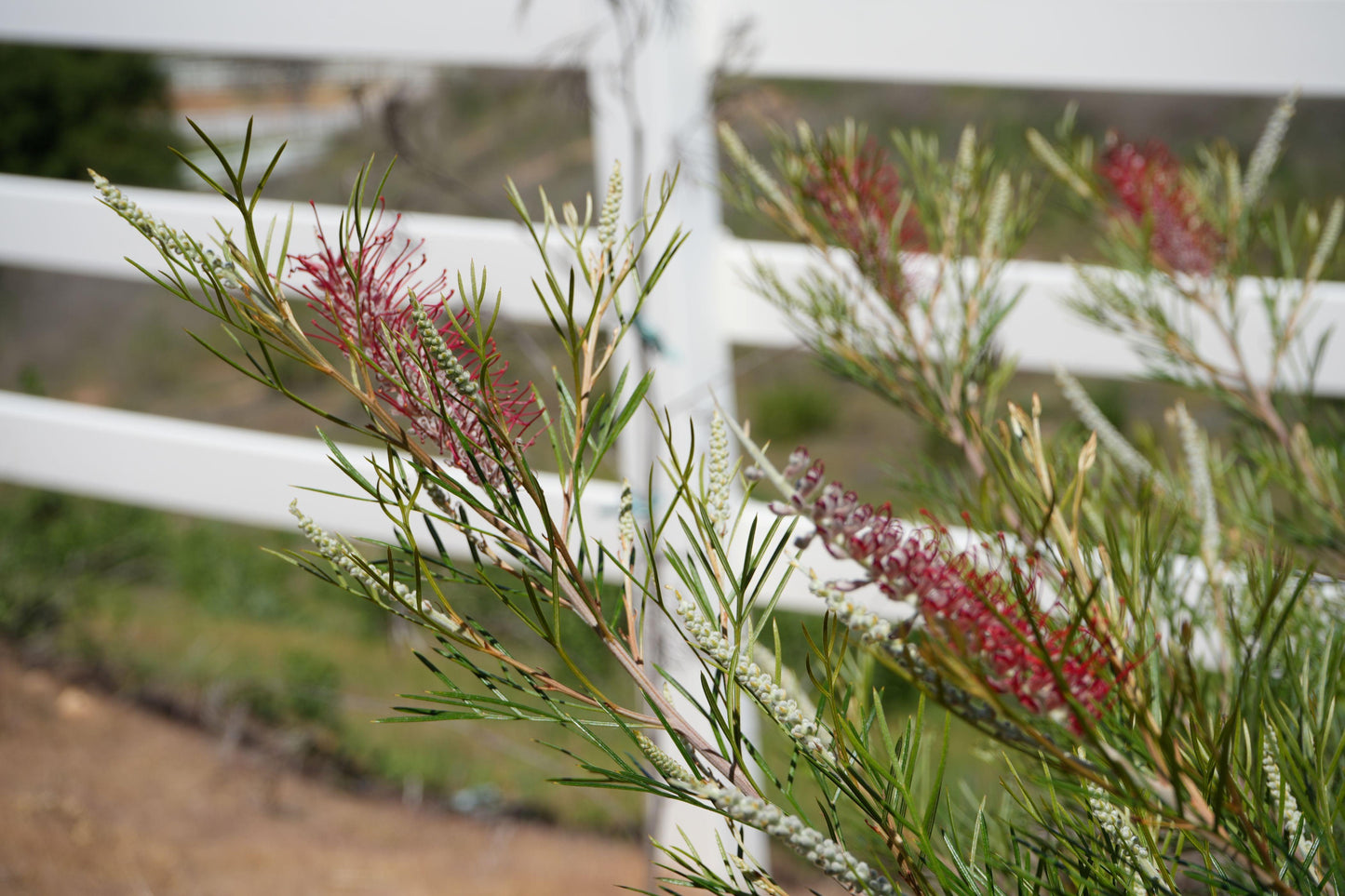 Grevillea 'Spirit of Anzac': Hardy, Red Flowers, Resilience protea plant - Bonte Farm