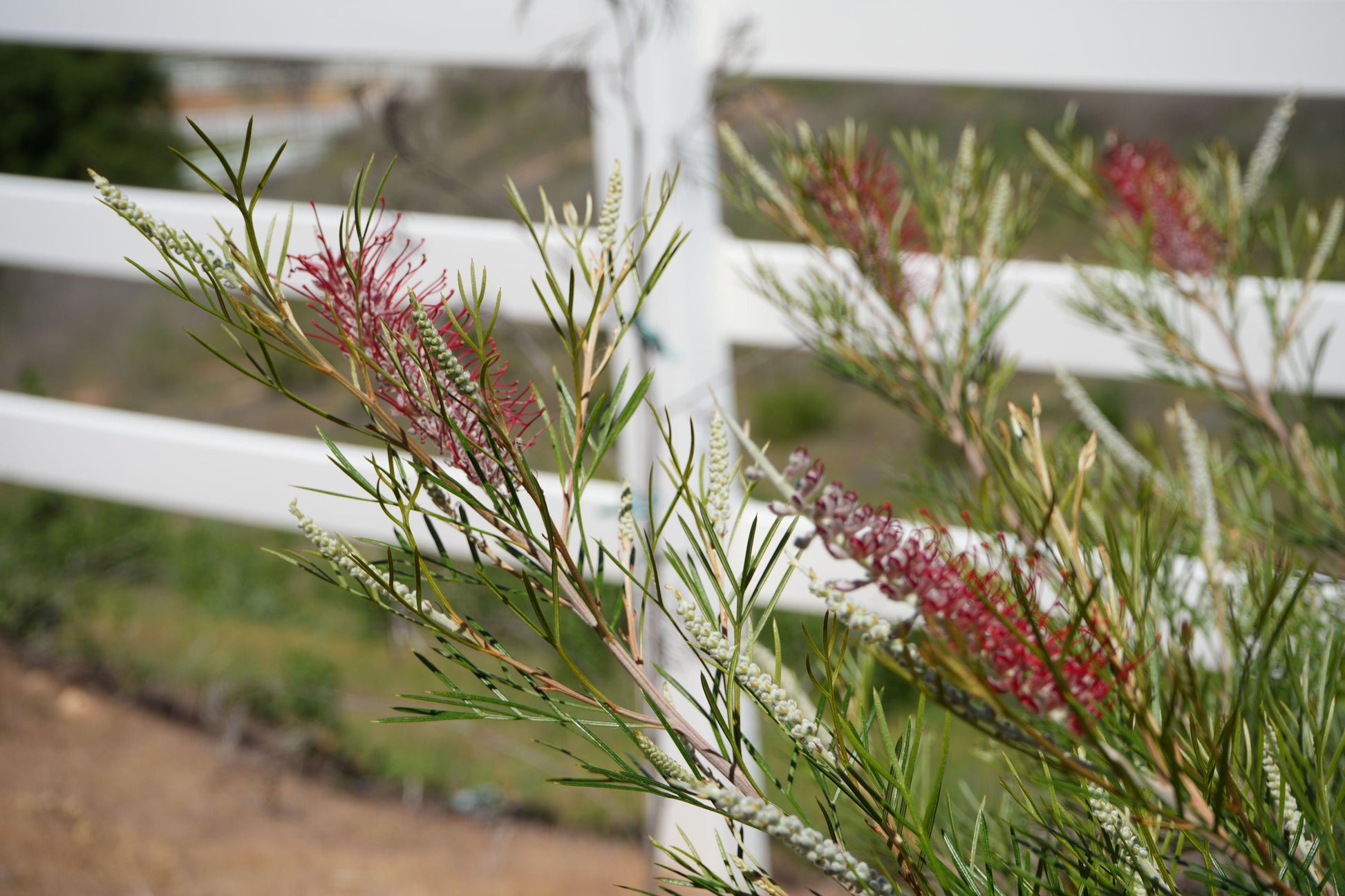 Grevillea 'Spirit of Anzac': Hardy, Red Flowers, Resilience protea plant - Bonte Farm