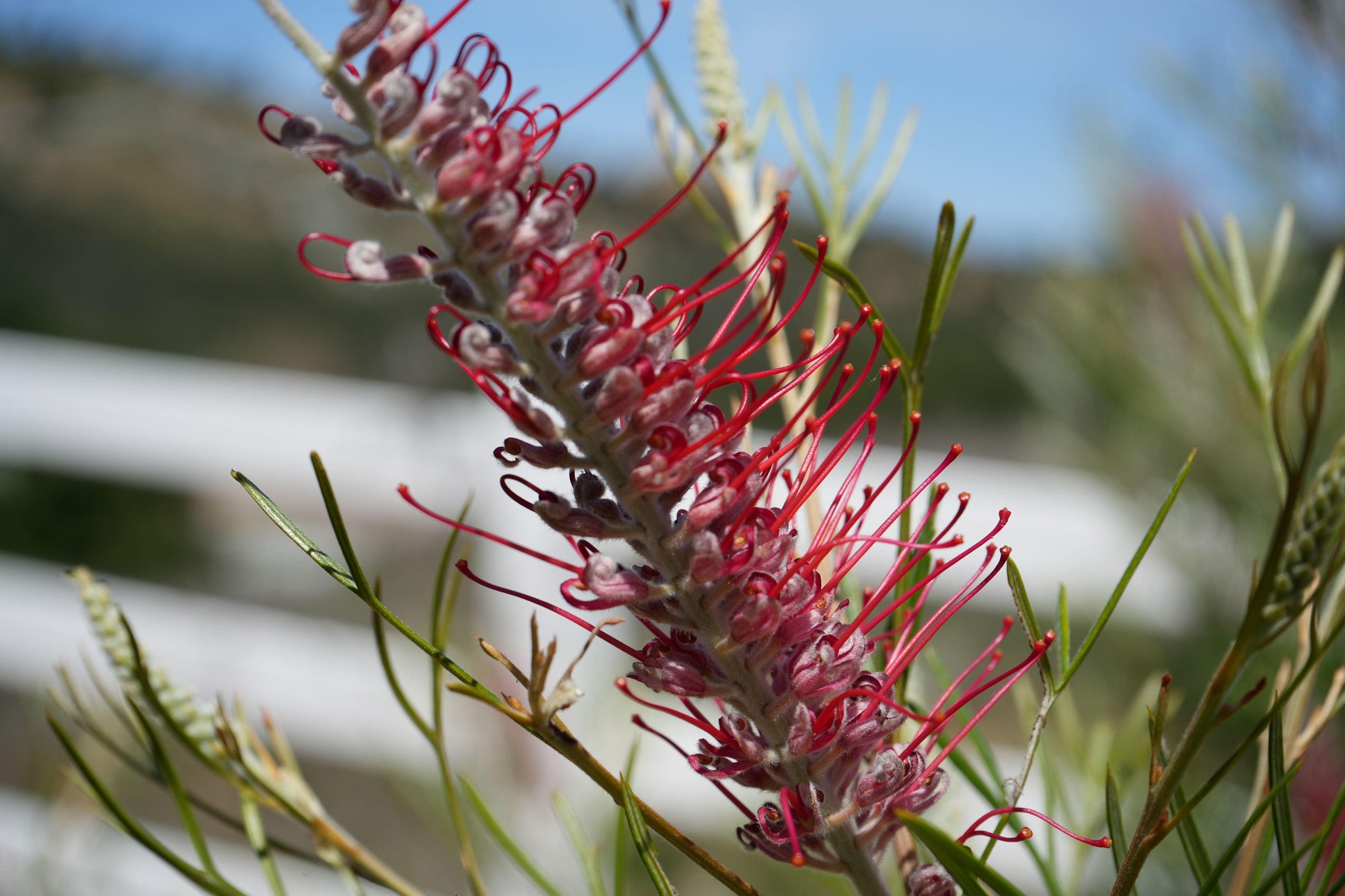 Grevillea 'Spirit of Anzac': Hardy, Red Flowers, Resilience protea plant - Bonte Farm