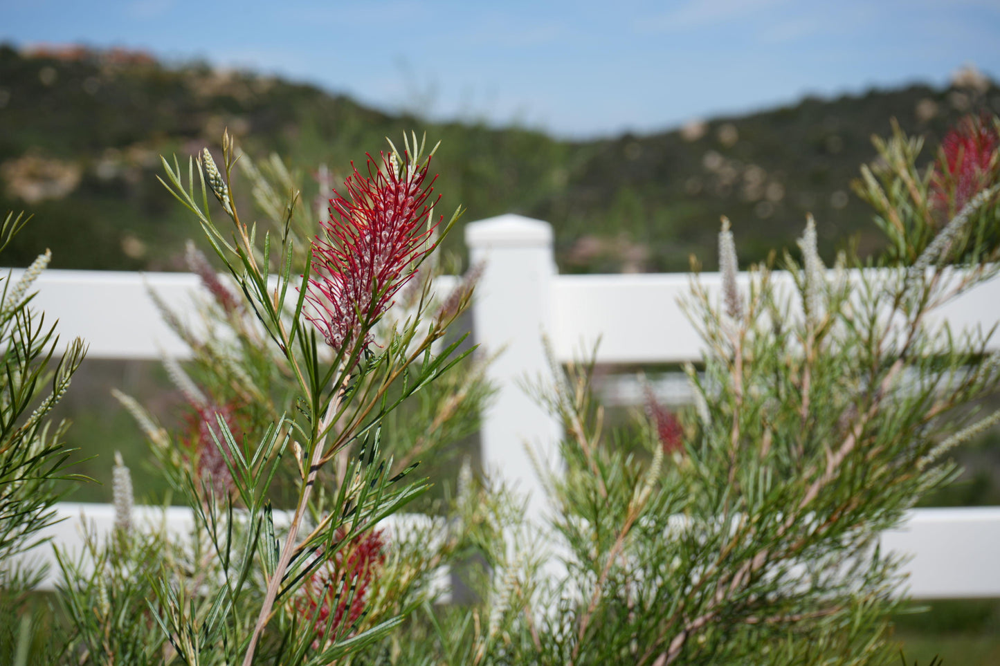 Grevillea 'Spirit of Anzac': Hardy, Red Flowers, Resilience protea plant - Bonte Farm