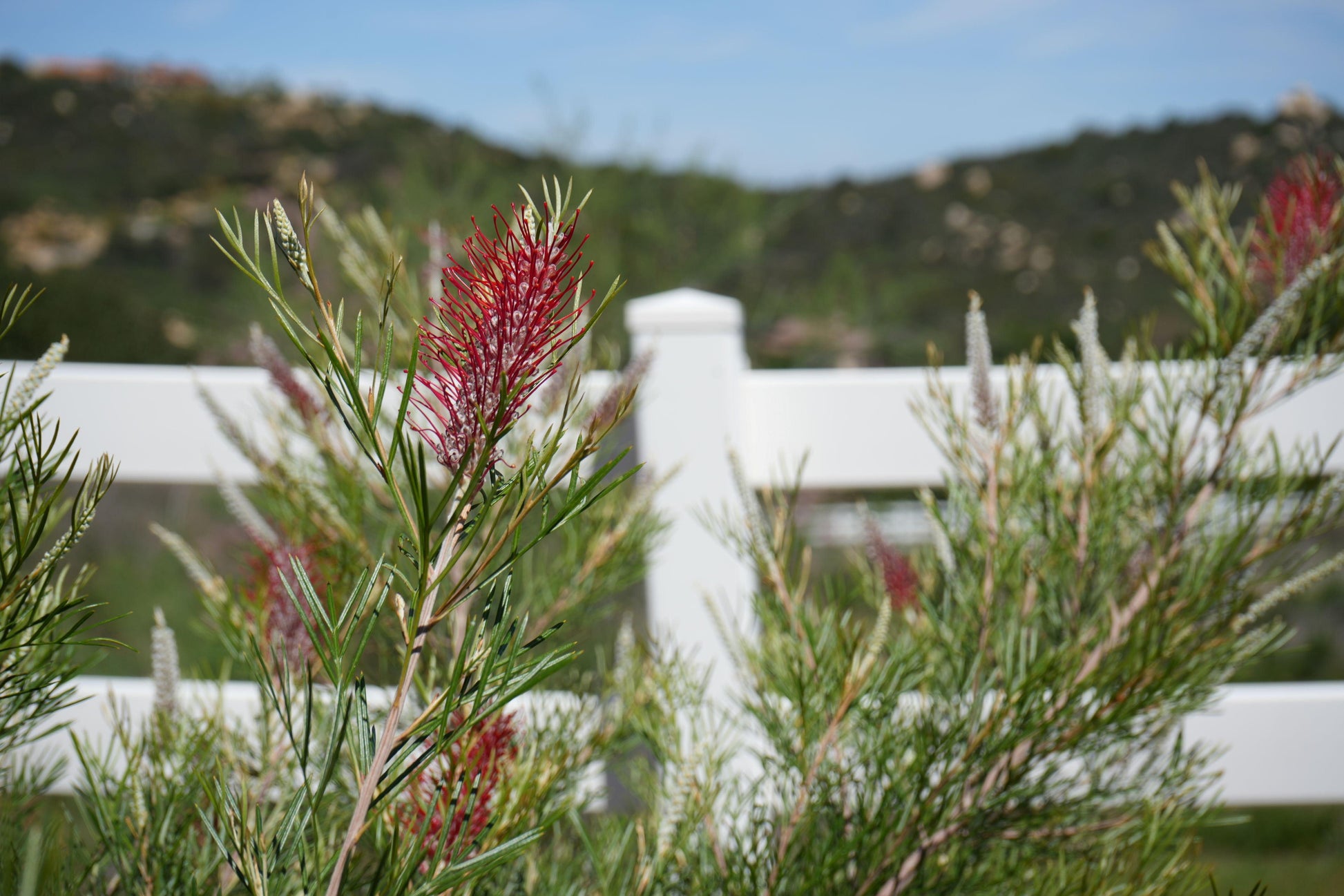 Grevillea 'Spirit of Anzac': Hardy, Red Flowers, Resilience protea plant - Bonte Farm
