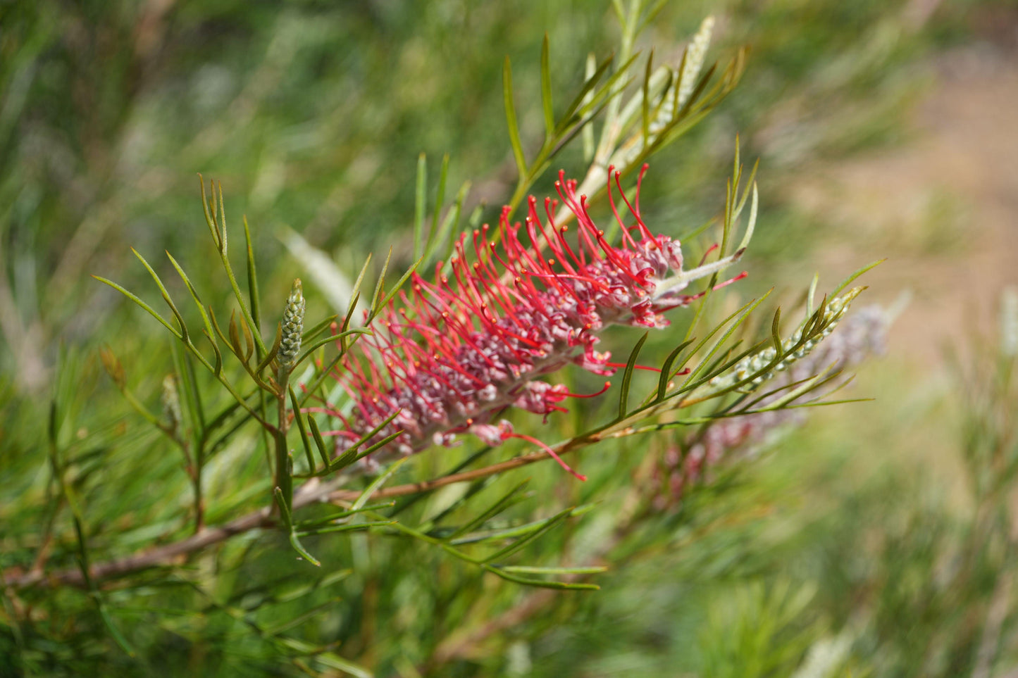 Grevillea 'Spirit of Anzac': Hardy, Red Flowers, Resilience protea plant - Bonte Farm