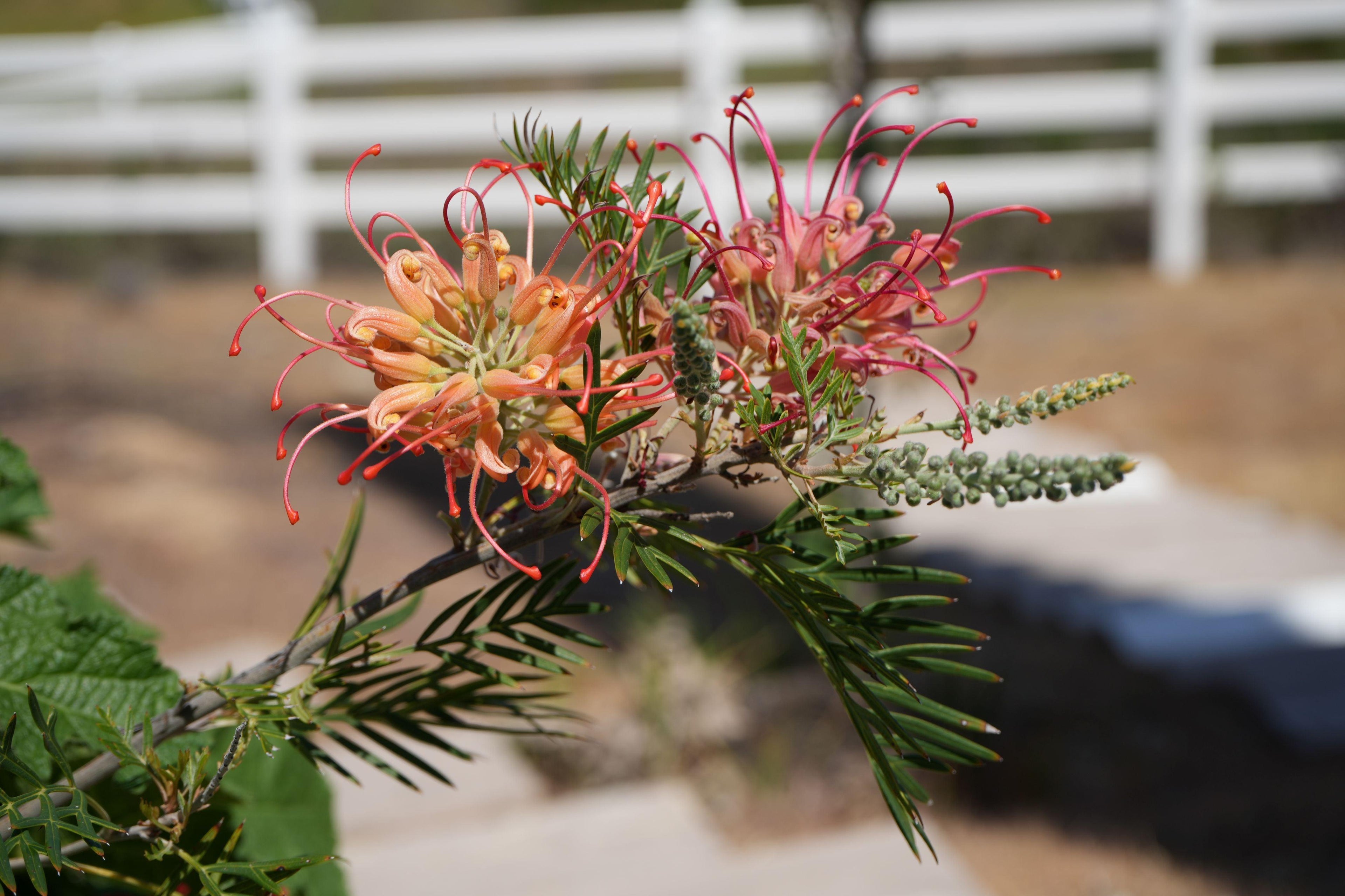 Grevillea Peach and Cream plant with orange and pink spidery flowers outdoors