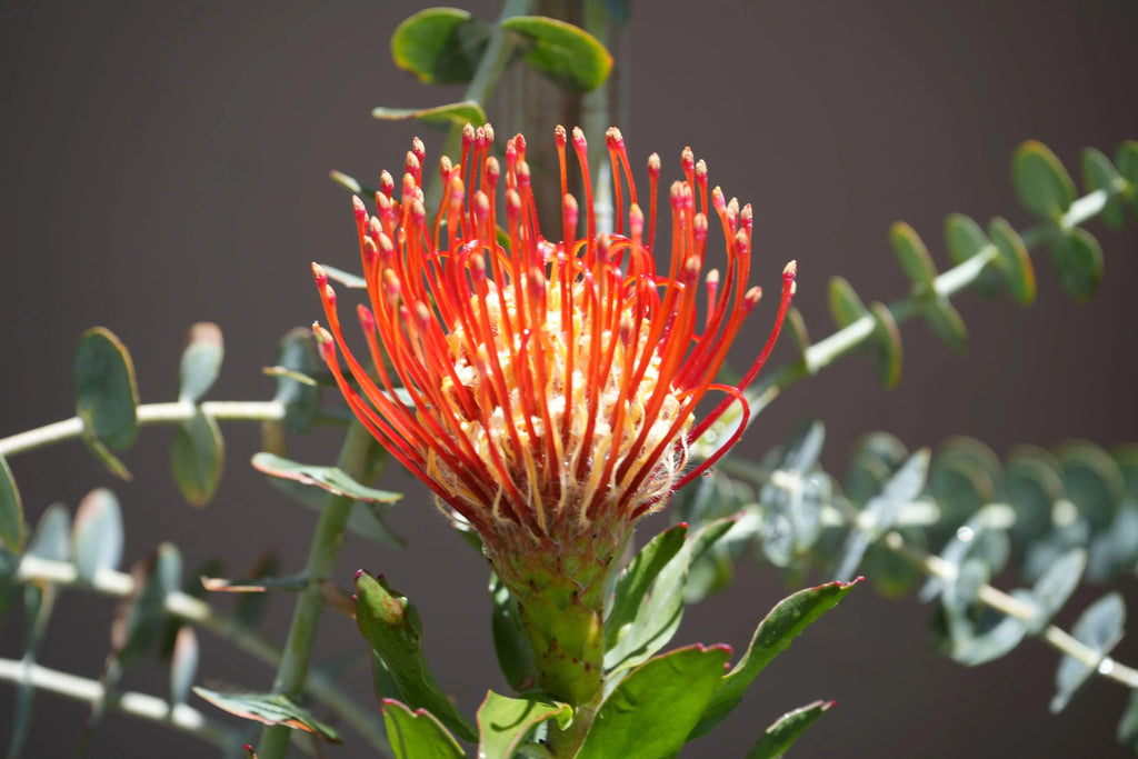 Leucospermum Jodie Jewel pincushion protea flower with vibrant orange-red petals and green foliage