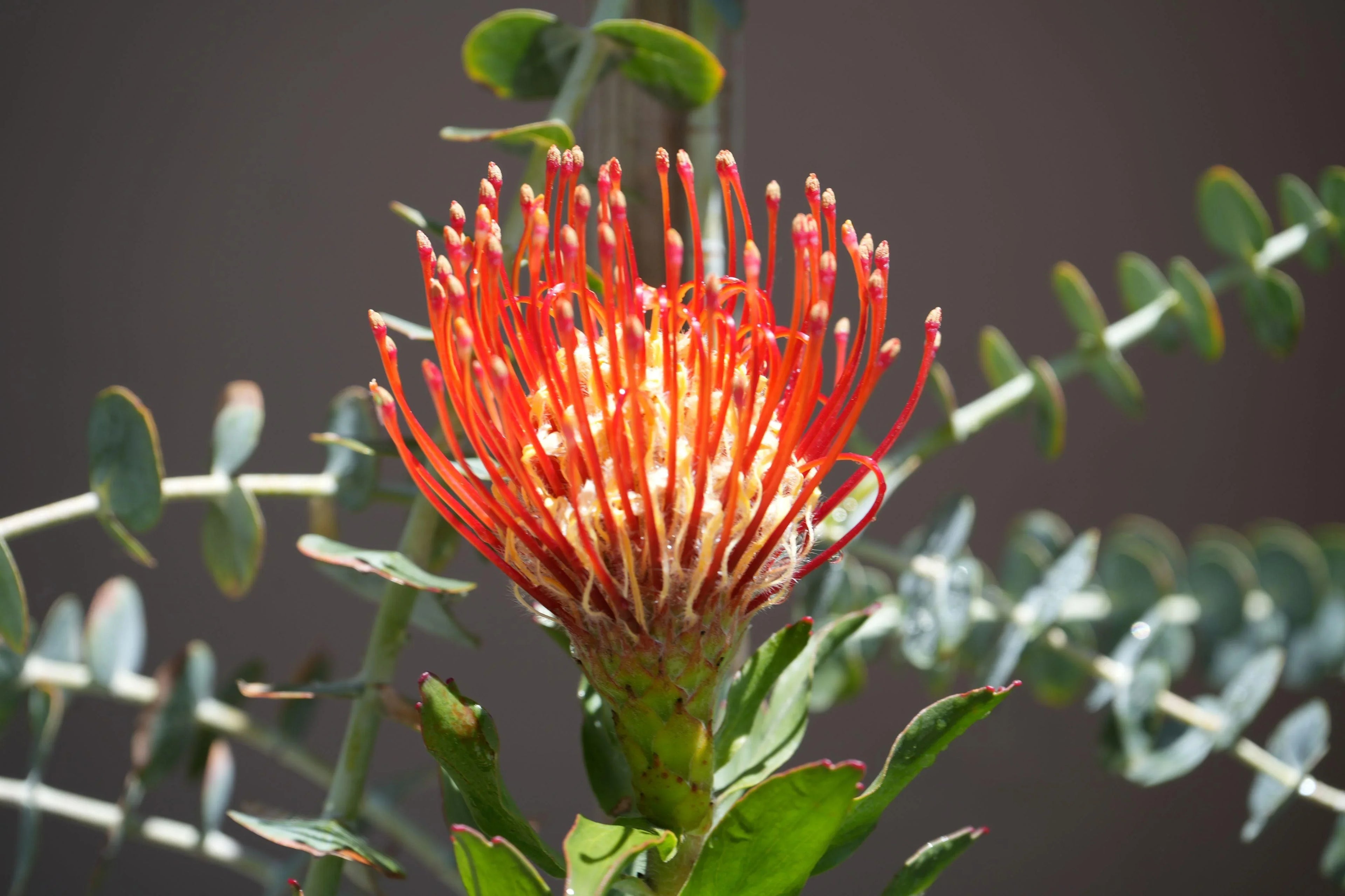 Leucospermum Jodie Jewel pincushion protea flower with vibrant orange-red petals and green foliage