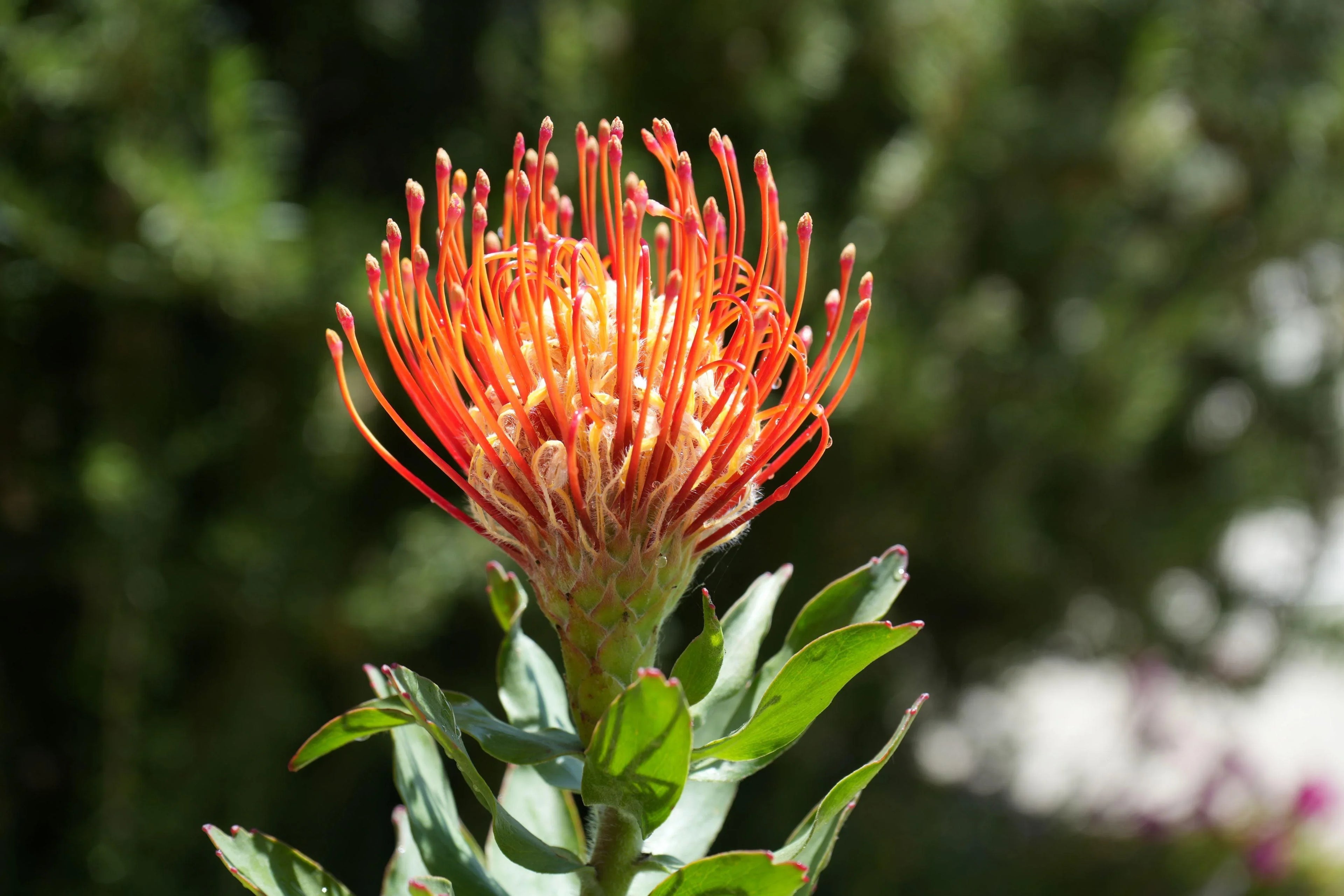 Leucospermum Jodie Jewel pin cushion protea with vibrant orange petals in sunlight