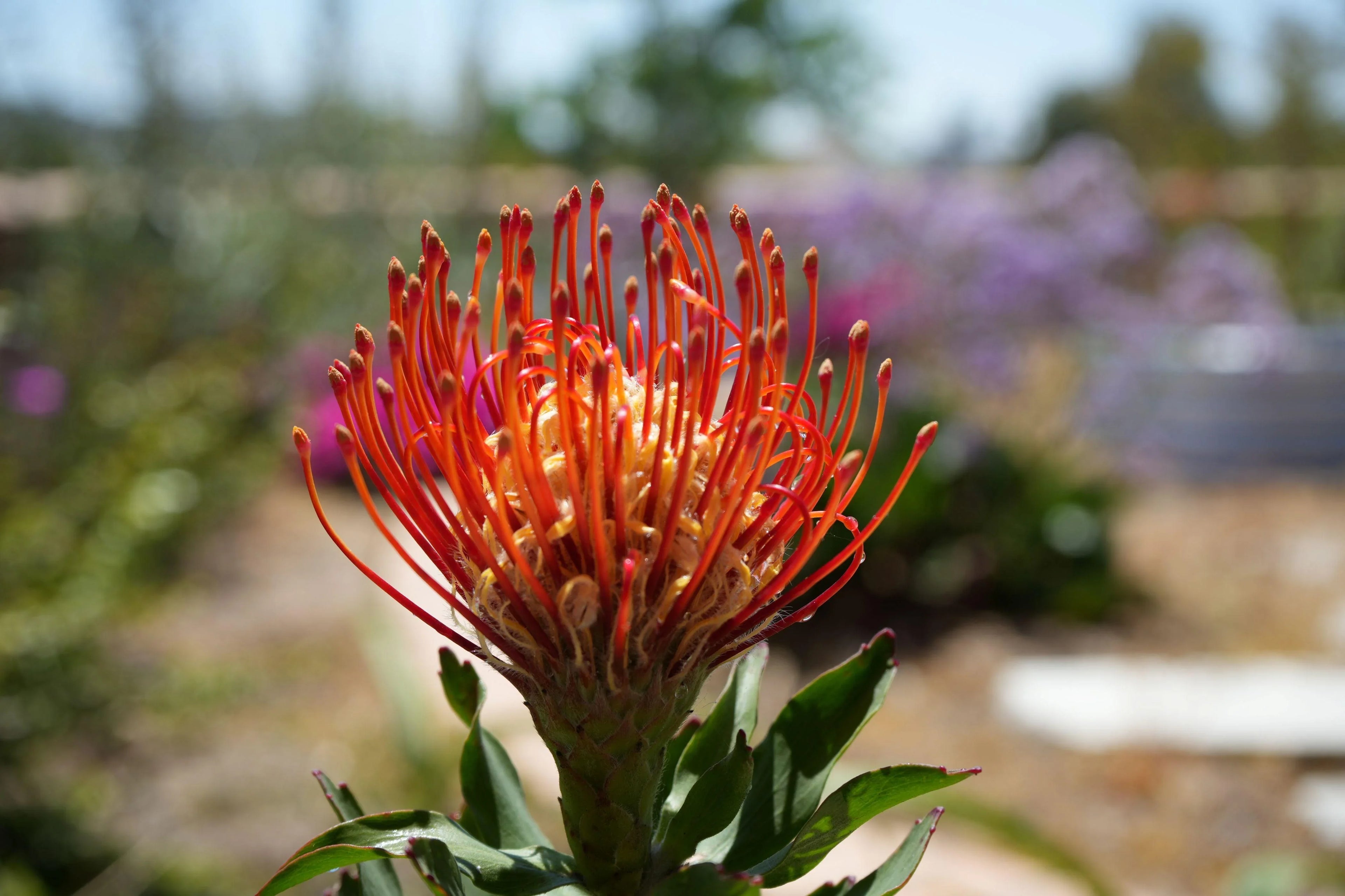 Leucospermum Jodie Jewel pincushion protea with vibrant orange-red petals in a sunny garden