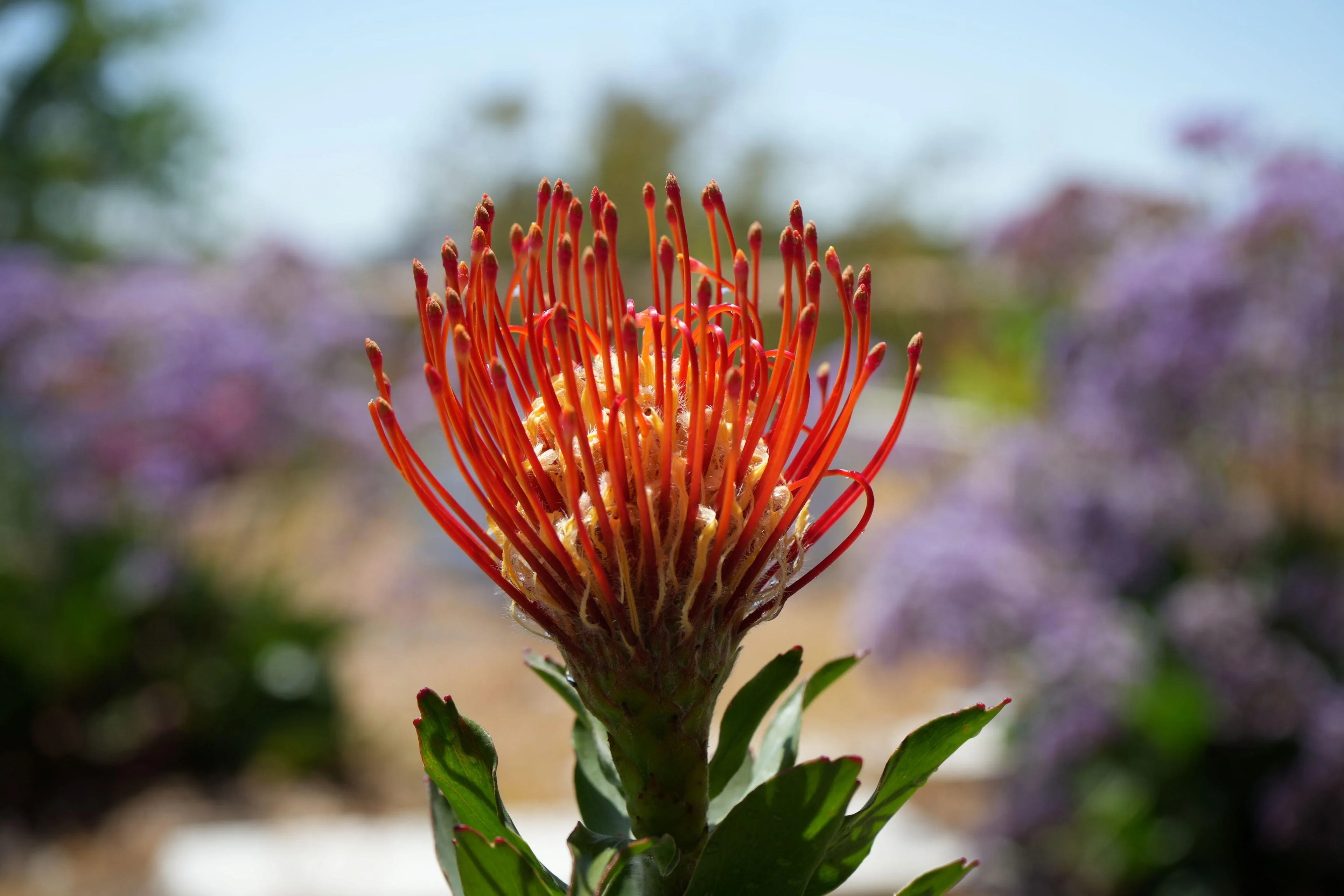 Leucospermum Jodie Jewel protea flower with orange pincushion petals outdoors