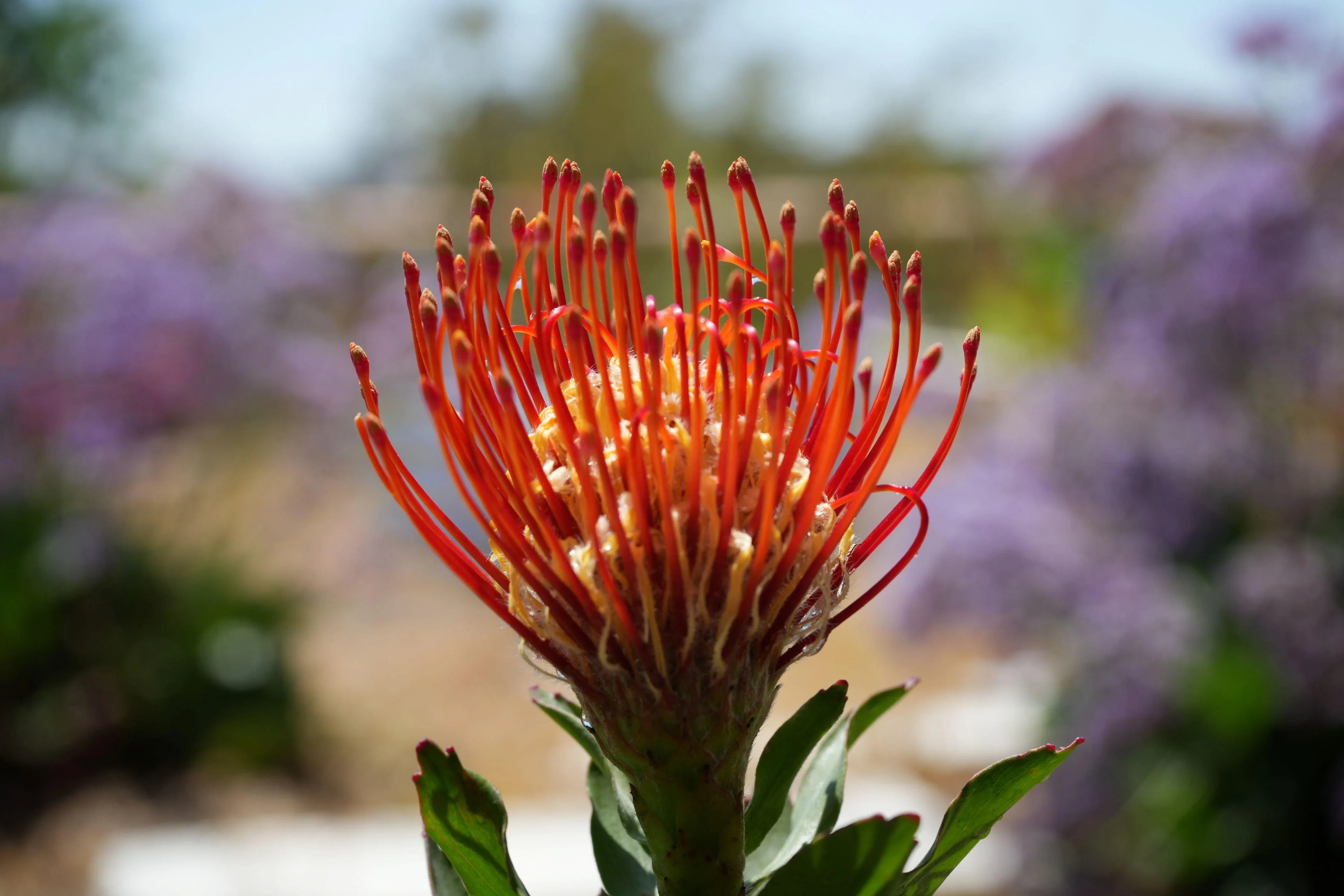 Leucospermum Jodie Jewel protea with orange pincushion bloom in outdoor garden