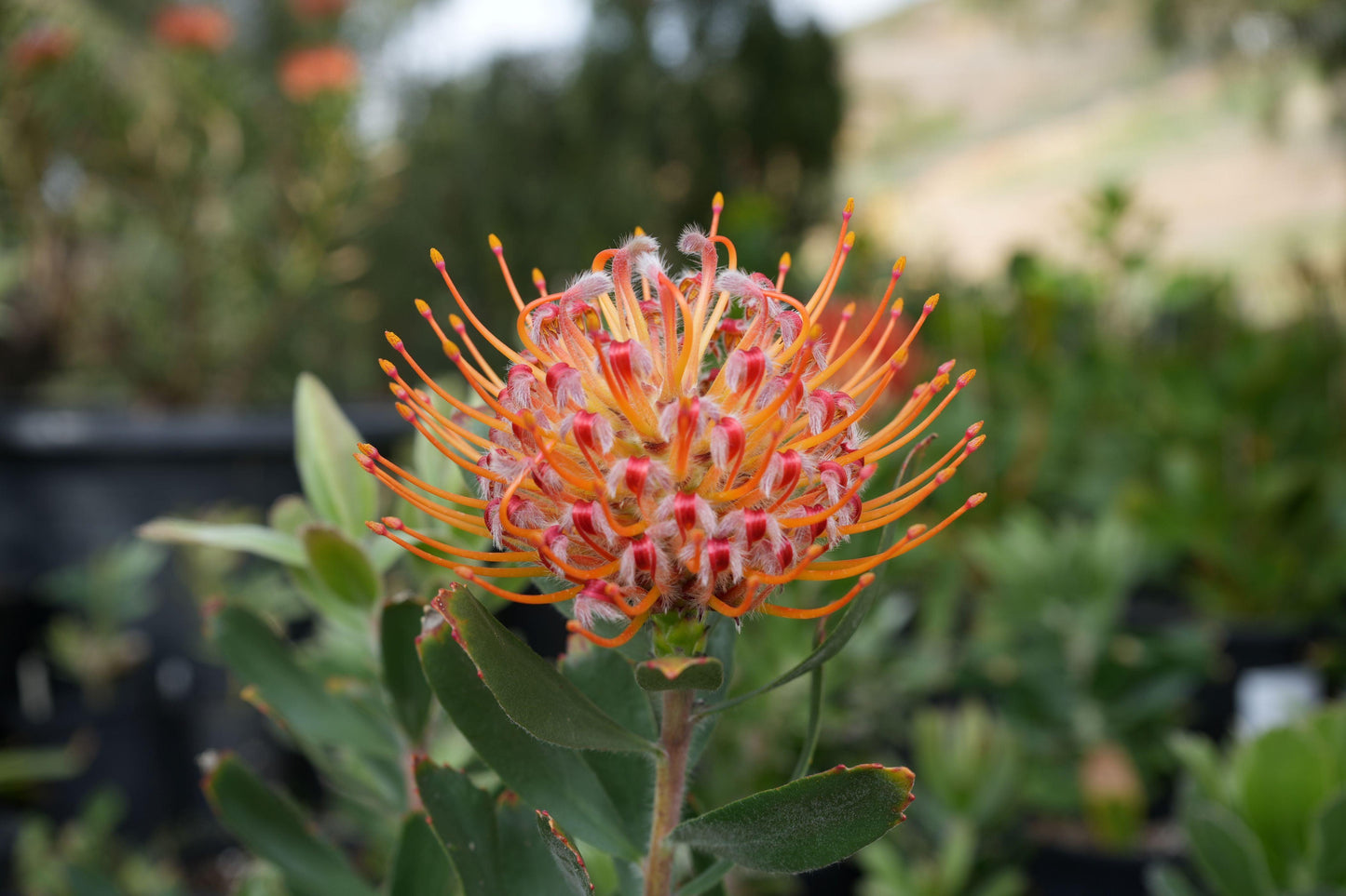 Leucospermum 'Naomi': Dazzling Pincushion Blooms for a Vibrant Garden