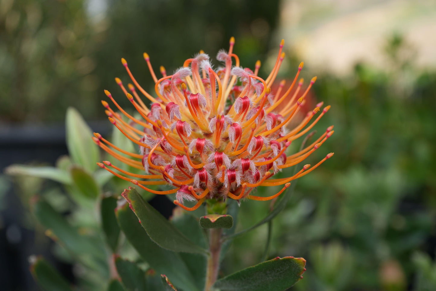 Leucospermum 'Naomi': Dazzling Pincushion Blooms for a Vibrant Garden