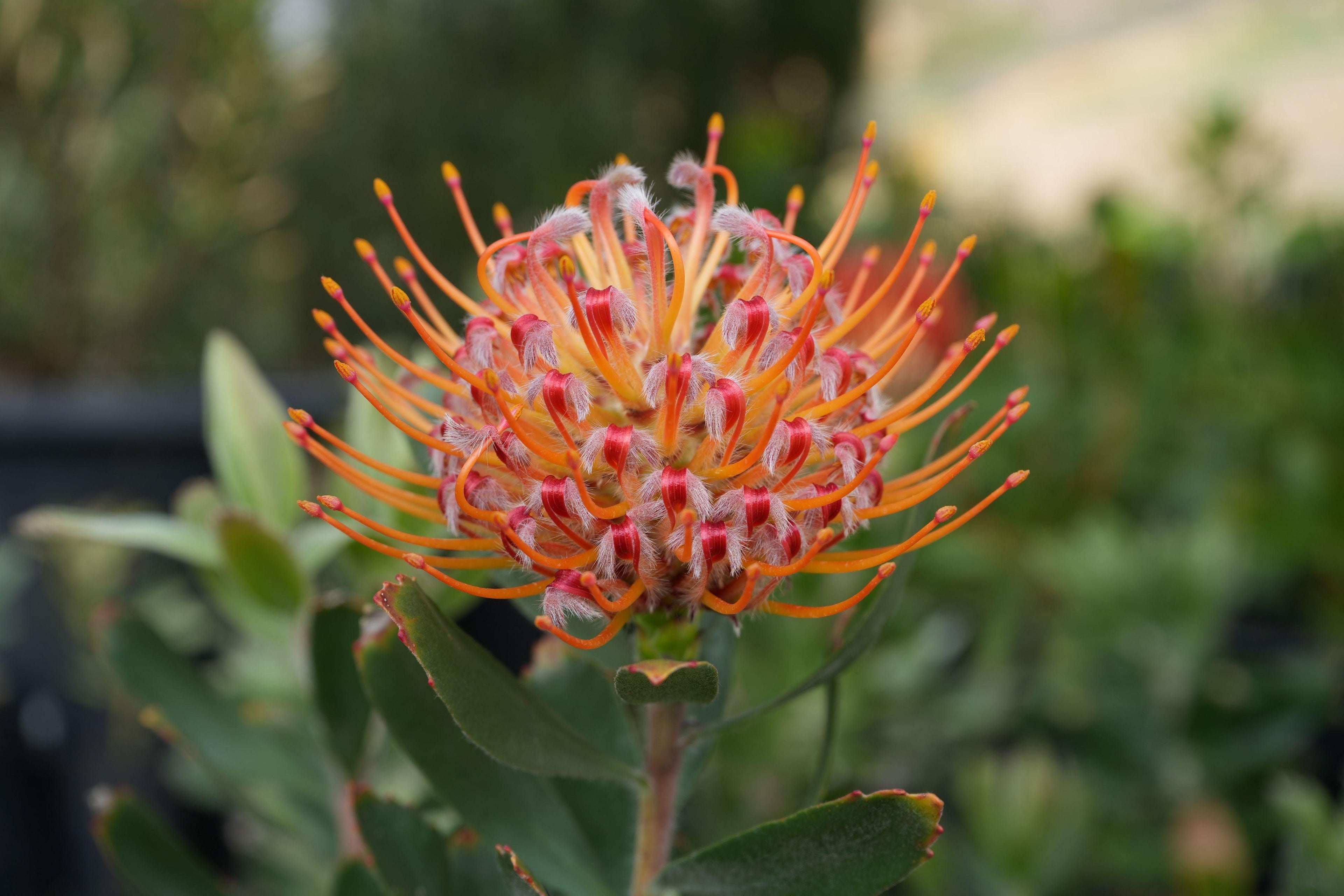 Leucospermum Naomi pincushion protea flower with orange-red blooms outdoors