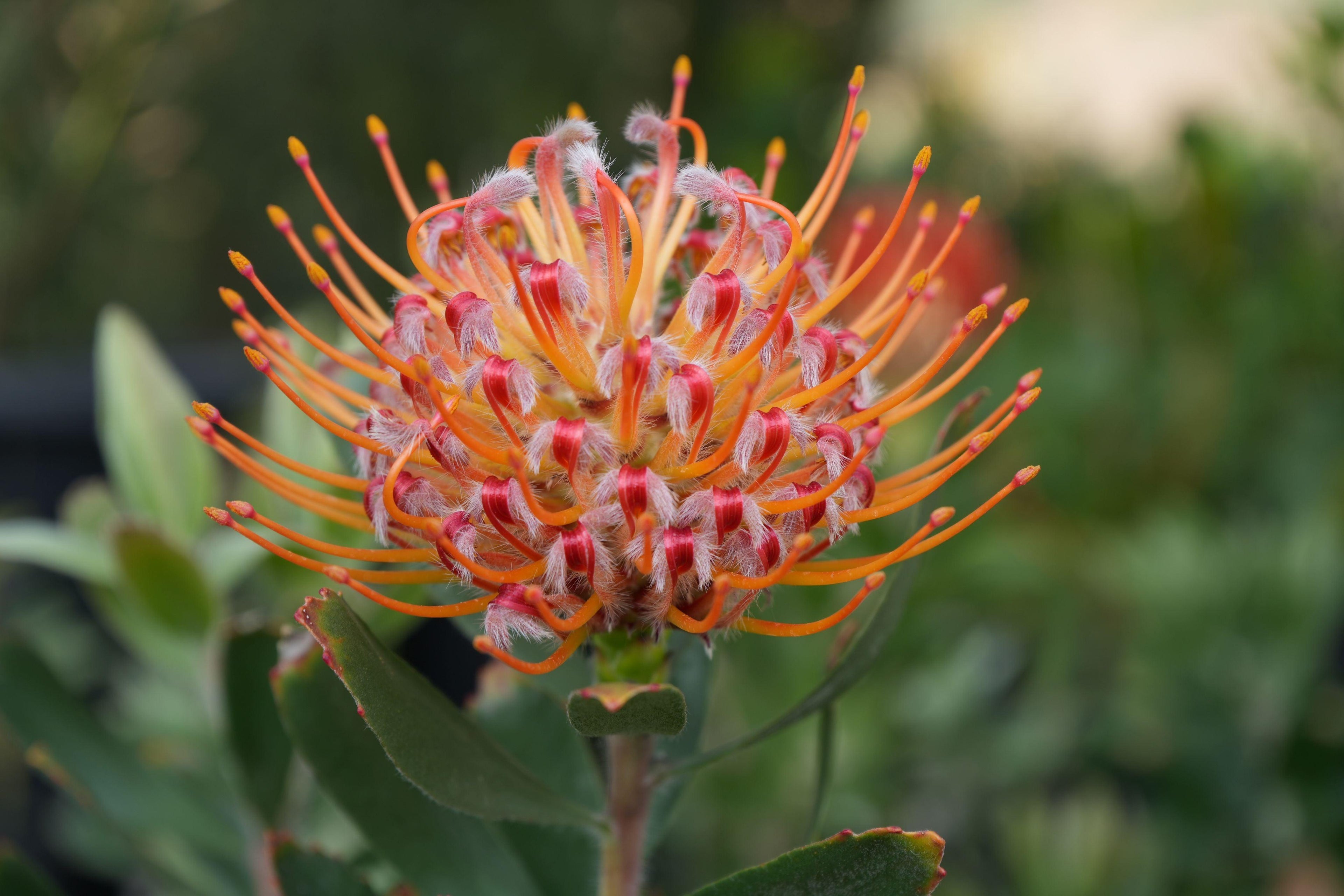 Close-up of vibrant orange Leucospermum Naomi pincushion protea flower outdoors