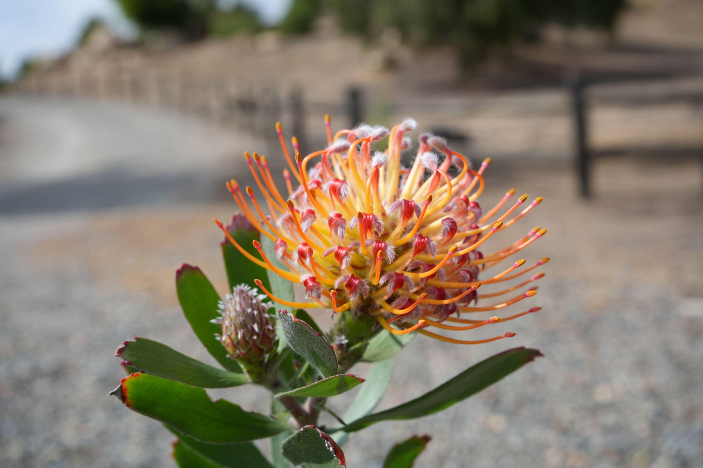 Leucospermum 'Naomi': Dazzling Pincushion Blooms for a Vibrant Garden