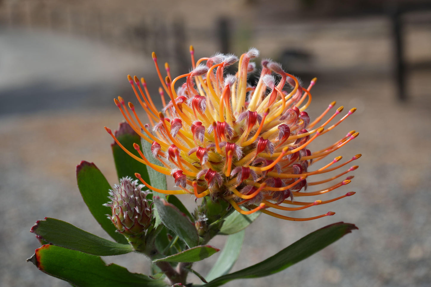 Leucospermum 'Naomi': Dazzling Pincushion Blooms for a Vibrant Garden