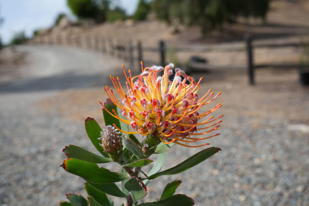 Leucospermum Naomi pincushion protea with orange-yellow petals in a natural outdoor setting
