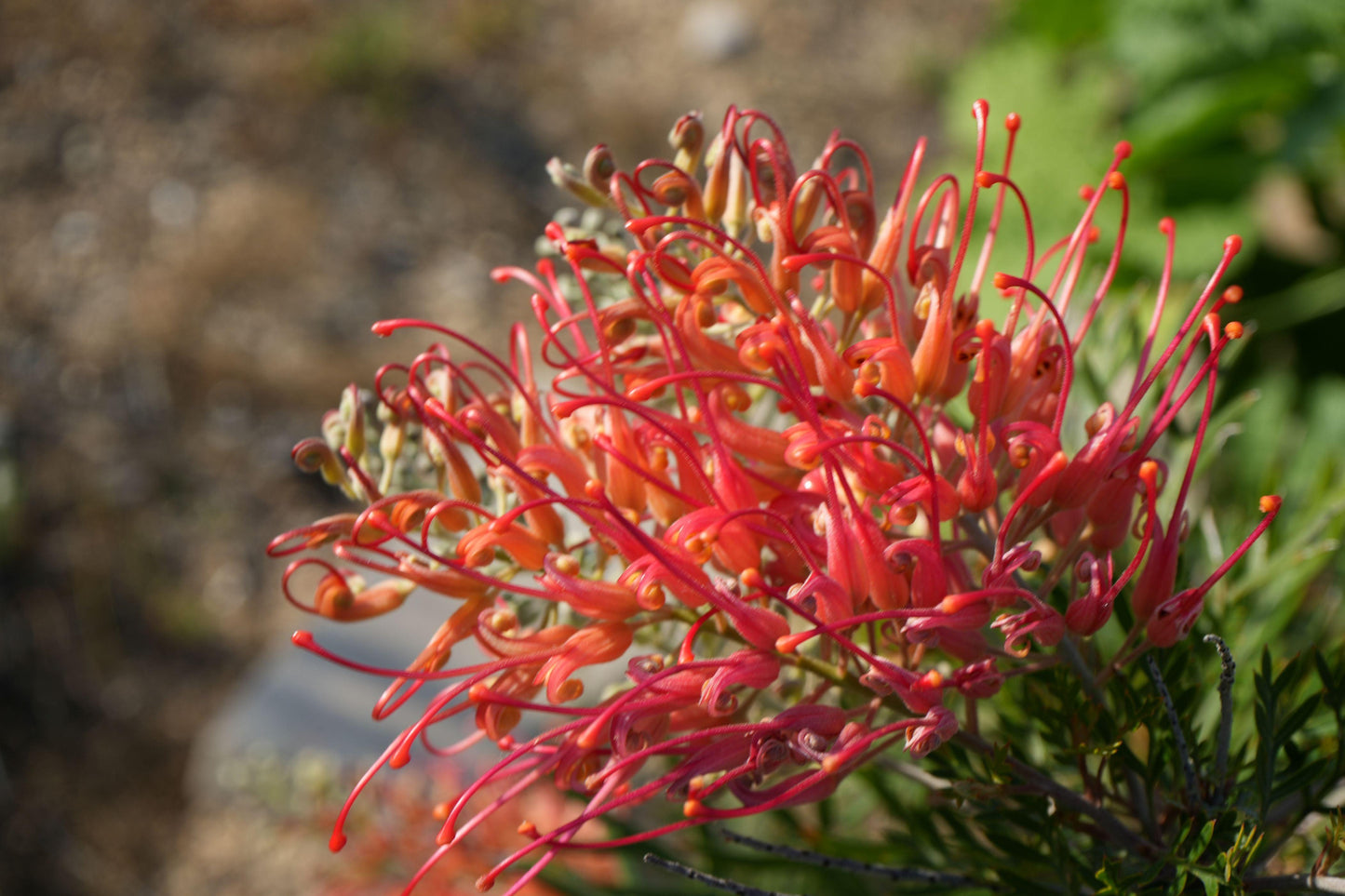 Grevillea ‘Ned Kelly’: A Striking Australian Native Bursting with Red Flowers