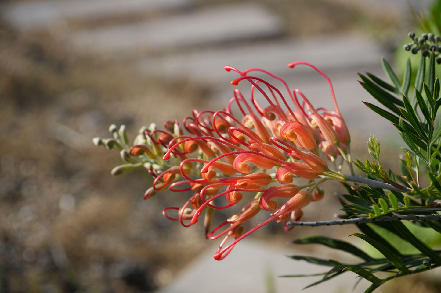 Grevillea ‘Ned Kelly’: A Striking Australian Native Bursting with Red Flowers