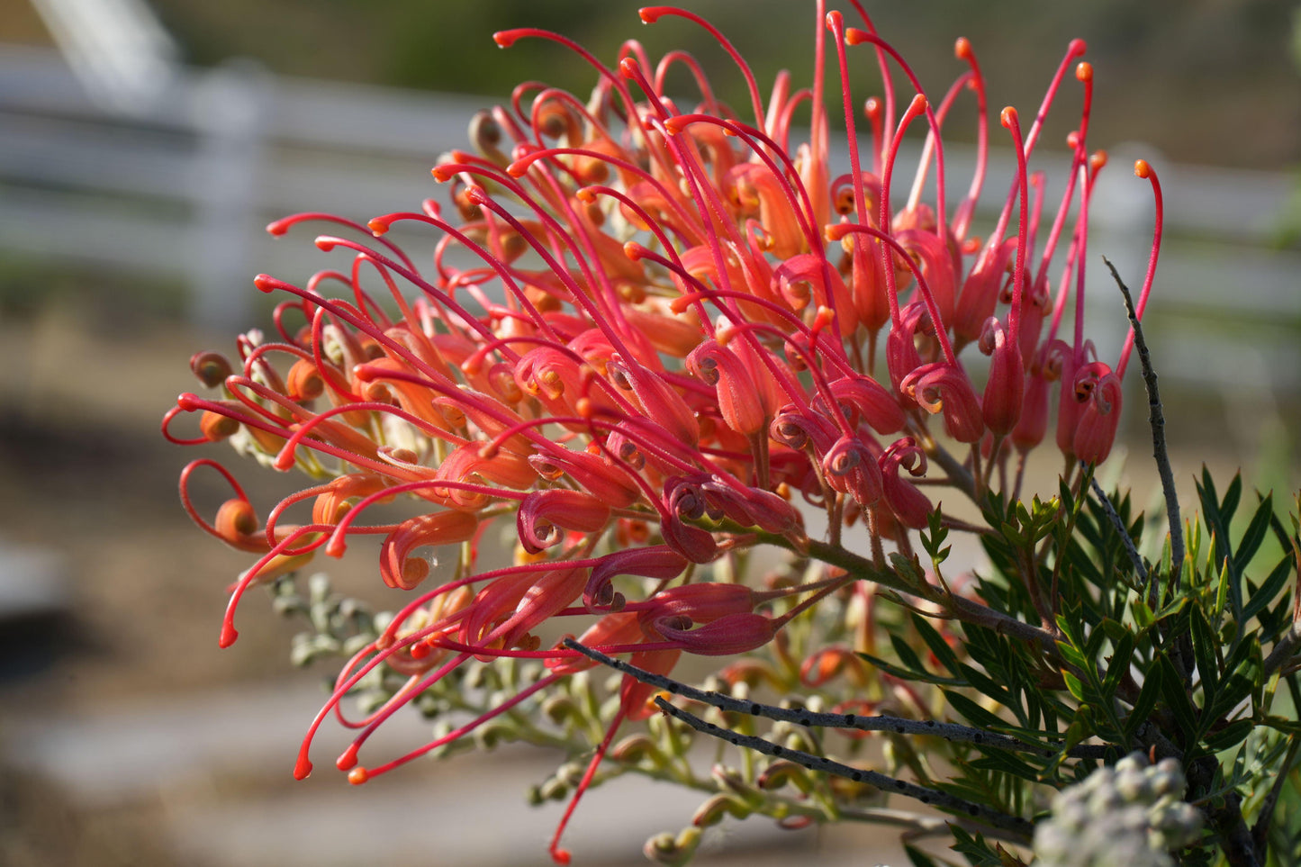 Grevillea ‘Ned Kelly’: A Striking Australian Native Bursting with Red Flowers