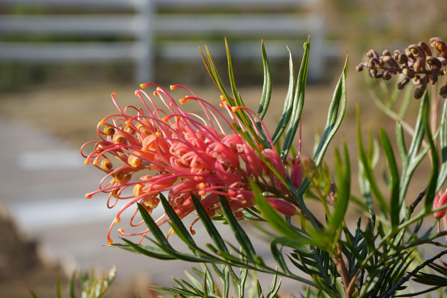 Grevillea ‘Ned Kelly’: A Striking Australian Native Bursting with Red Flowers