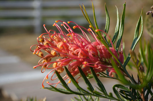 Grevillea ‘Ned Kelly’: A Striking Australian Native Bursting with Red Flowers