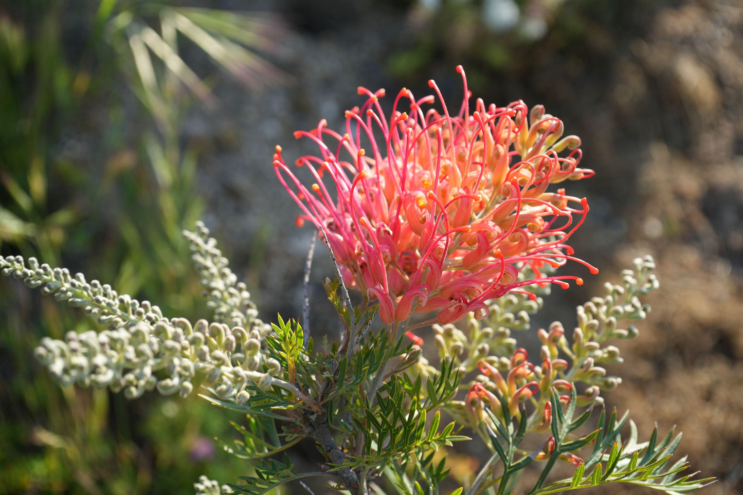 Grevillea ‘Ned Kelly’: A Striking Australian Native Bursting with Red Flowers