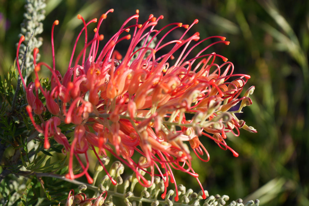 Close-up of Grevillea Ned Kelly flower with vibrant orange-red curled petals outdoors