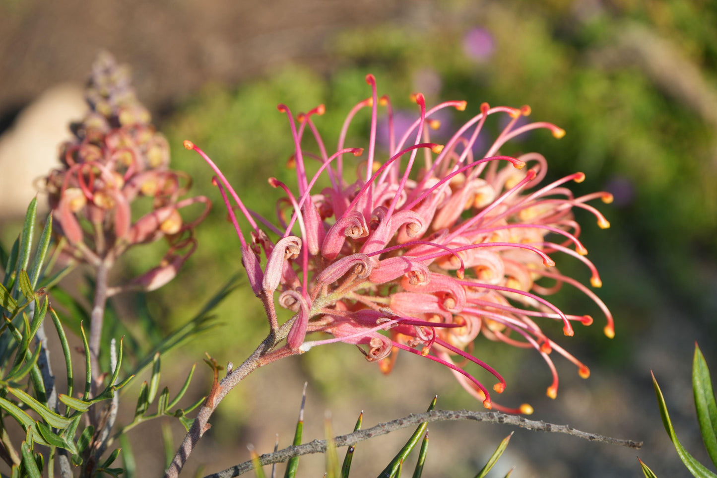 Grevillea ‘Ned Kelly’: A Striking Australian Native Bursting with Red Flowers