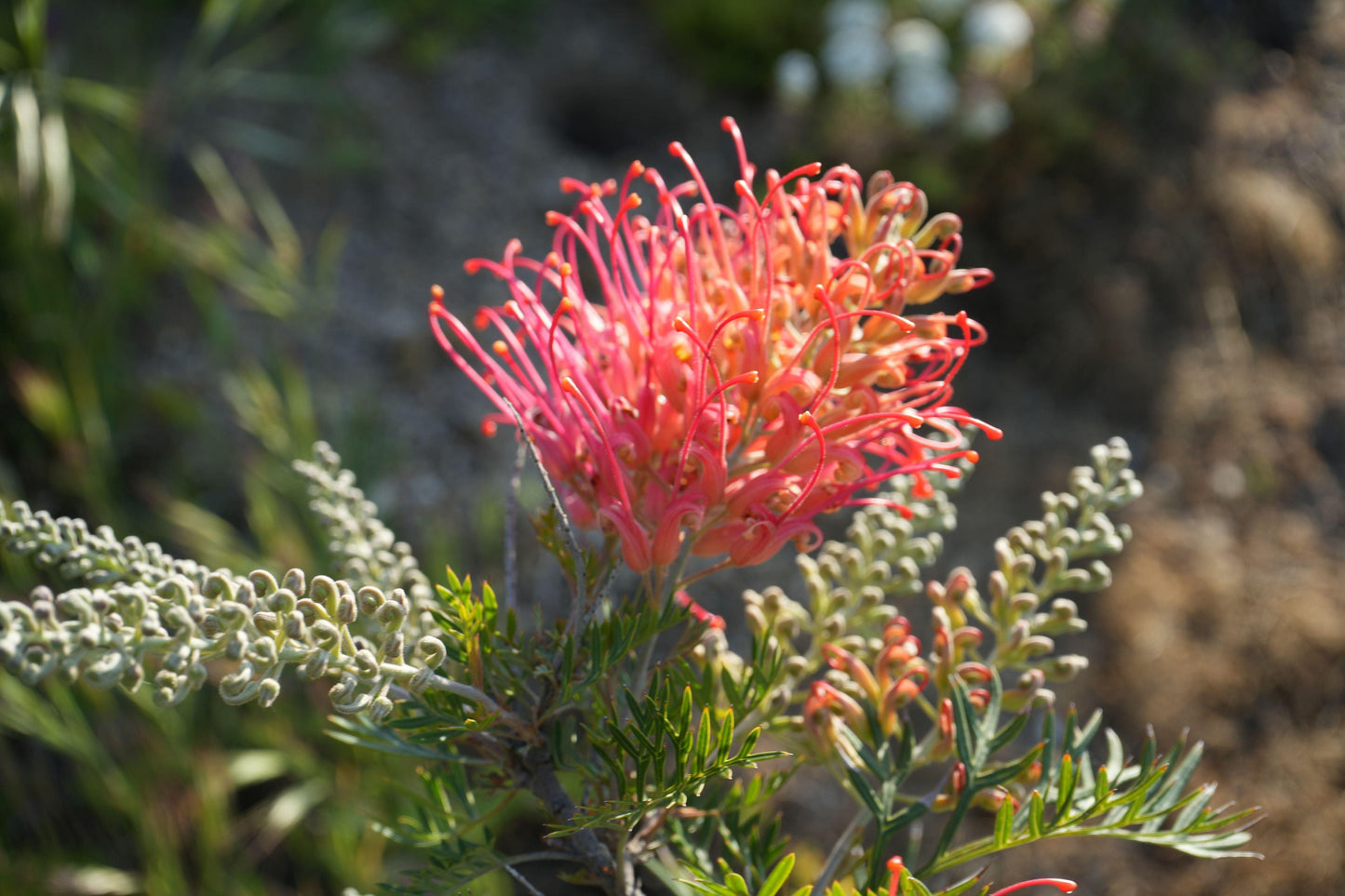 Grevillea ‘Ned Kelly’: A Striking Australian Native Bursting with Red Flowers