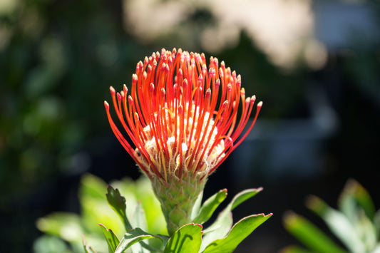 Leucospermum ‘Jodie Jewel’: Unveiling Nature's Gem in Your Landscape