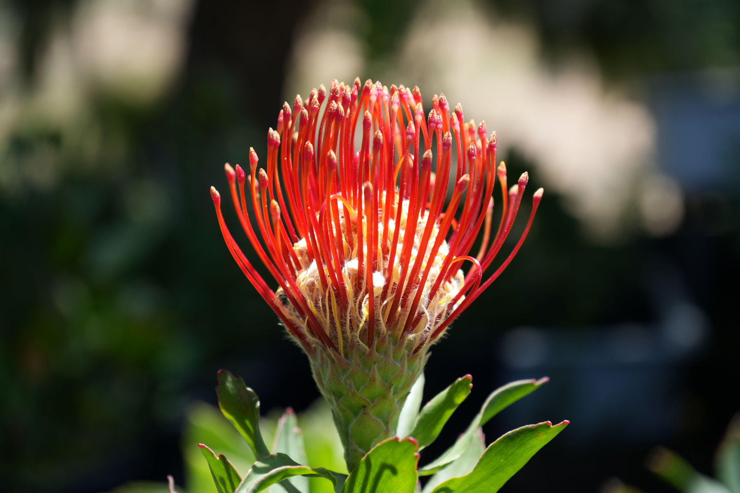 Leucospermum ‘Jodie Jewel’: Unveiling Nature's Gem in Your Landscape