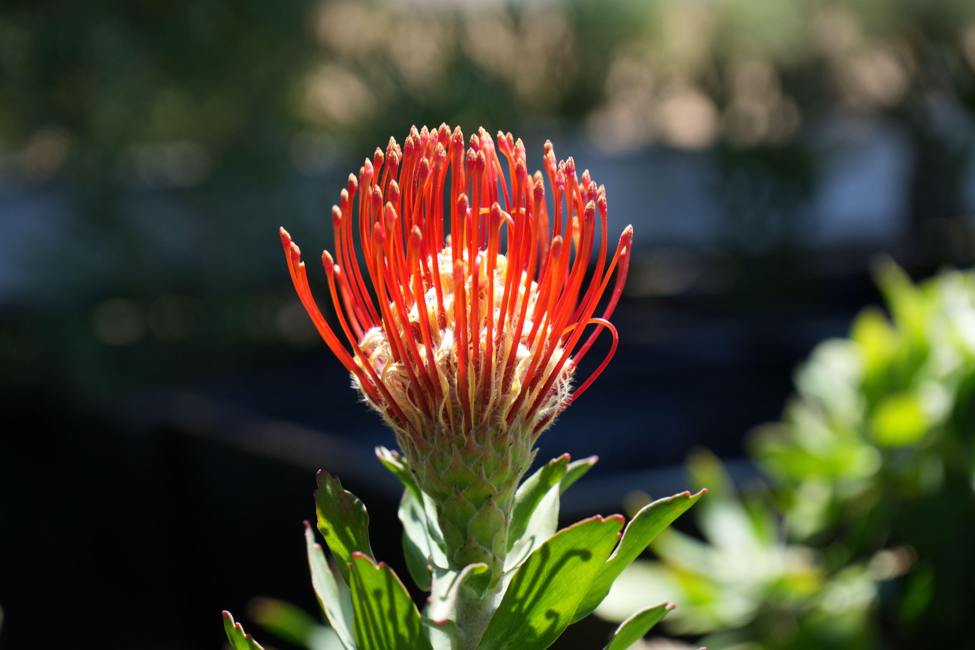 Leucospermum Jodie Jewel pincushion protea with vibrant orange petals, outdoors in sunlight