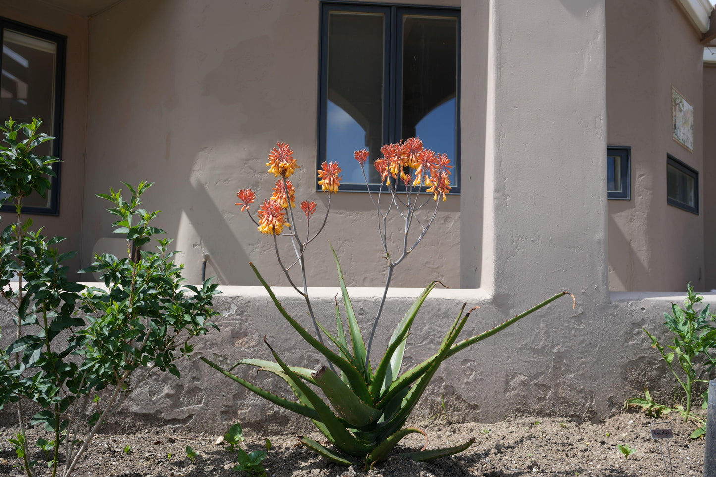 Aloe camperi: Desert Beauty, Yellow Orange Flower Succulent