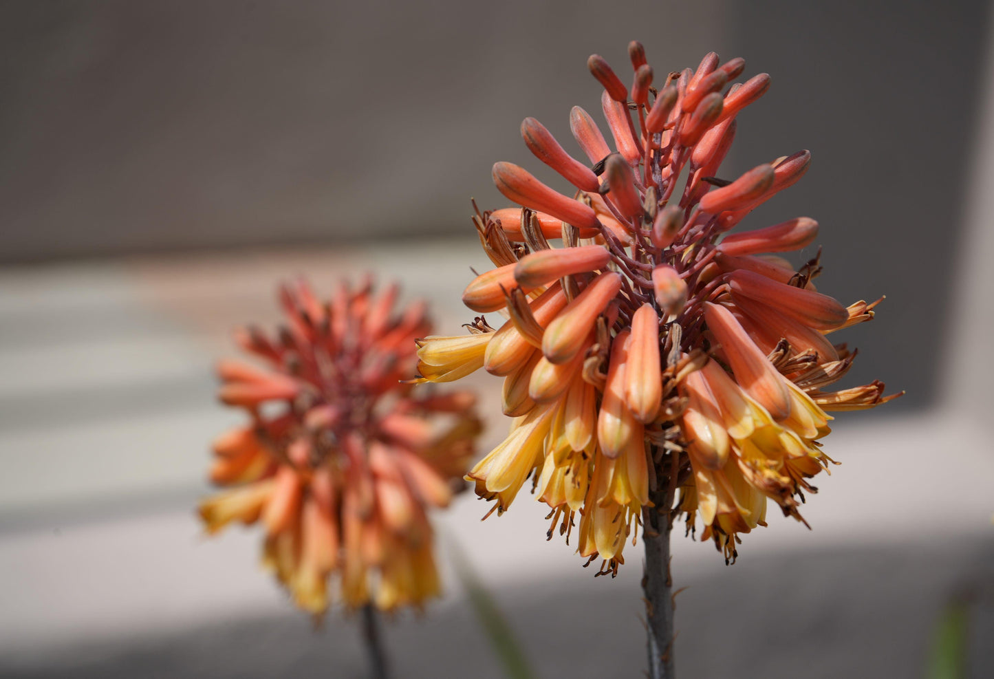 Aloe camperi: Desert Beauty, Yellow Orange Flower Succulent