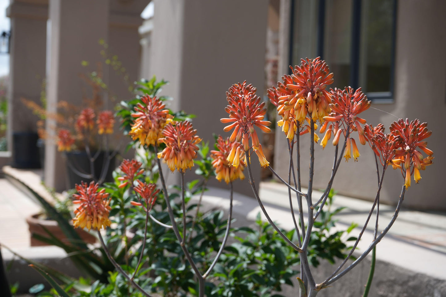 Aloe camperi: Desert Beauty, Yellow Orange Flower Succulent
