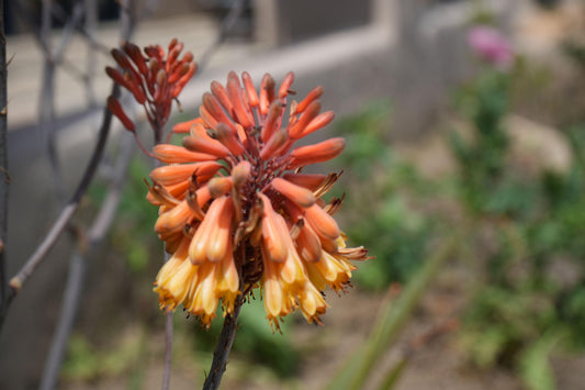Aloe camperi: Desert Beauty, Yellow Orange Flower Succulent