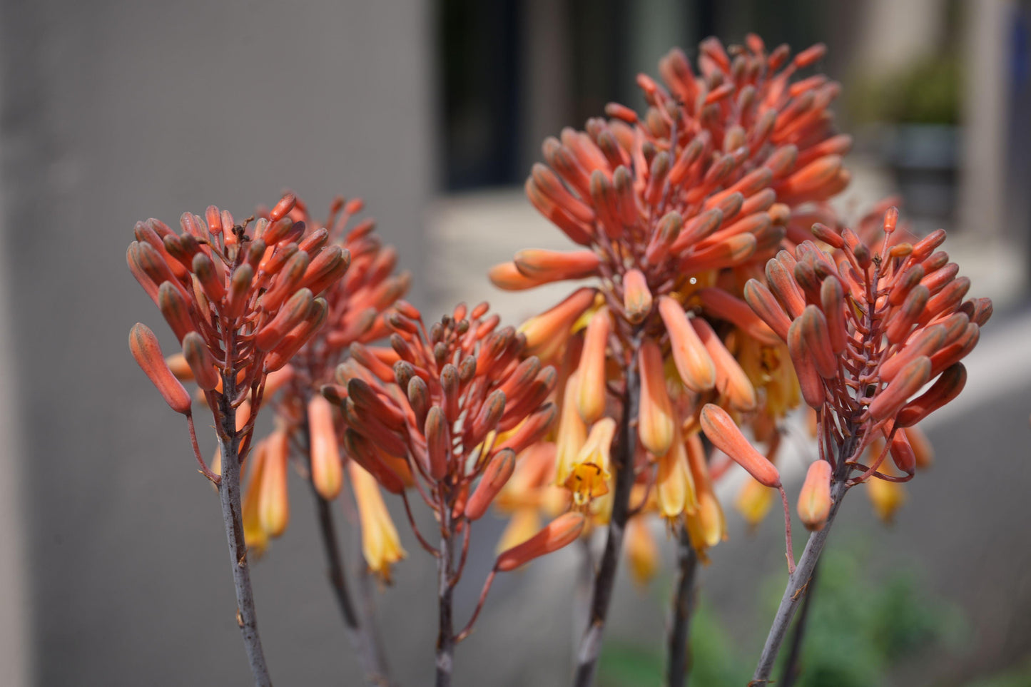 Aloe camperi: Desert Beauty, Yellow Orange Flower Succulent