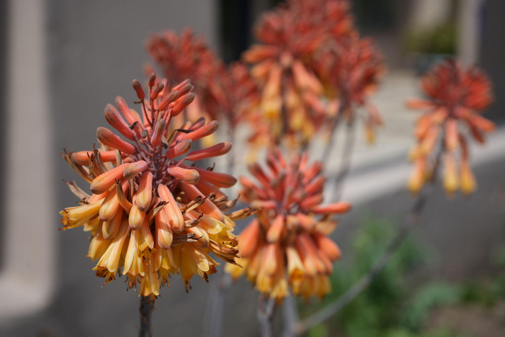 Aloe camperi with clustered orange and yellow tubular flowers outdoors