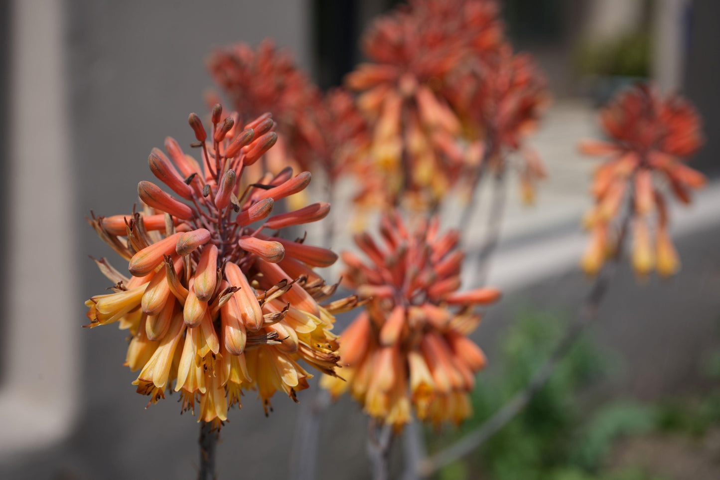 Aloe camperi: Desert Beauty, Yellow Orange Flower Succulent