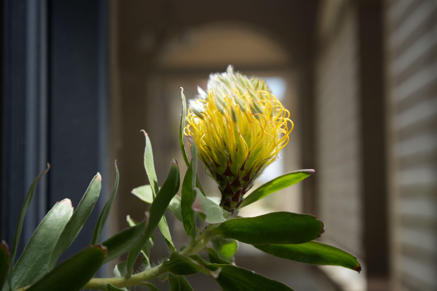 Leucospermum gueinzii: A Spiky Sensation, Lemon Yellow Pincushion Bush for Coastal Gardens