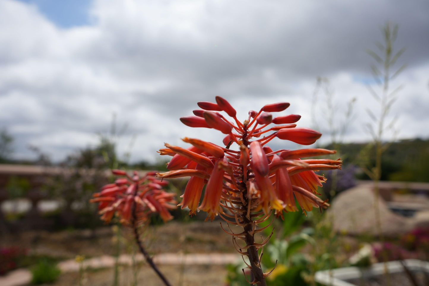 Aloe 'Rooikappie': A Fiery Little Gem, Red Flower Succulent