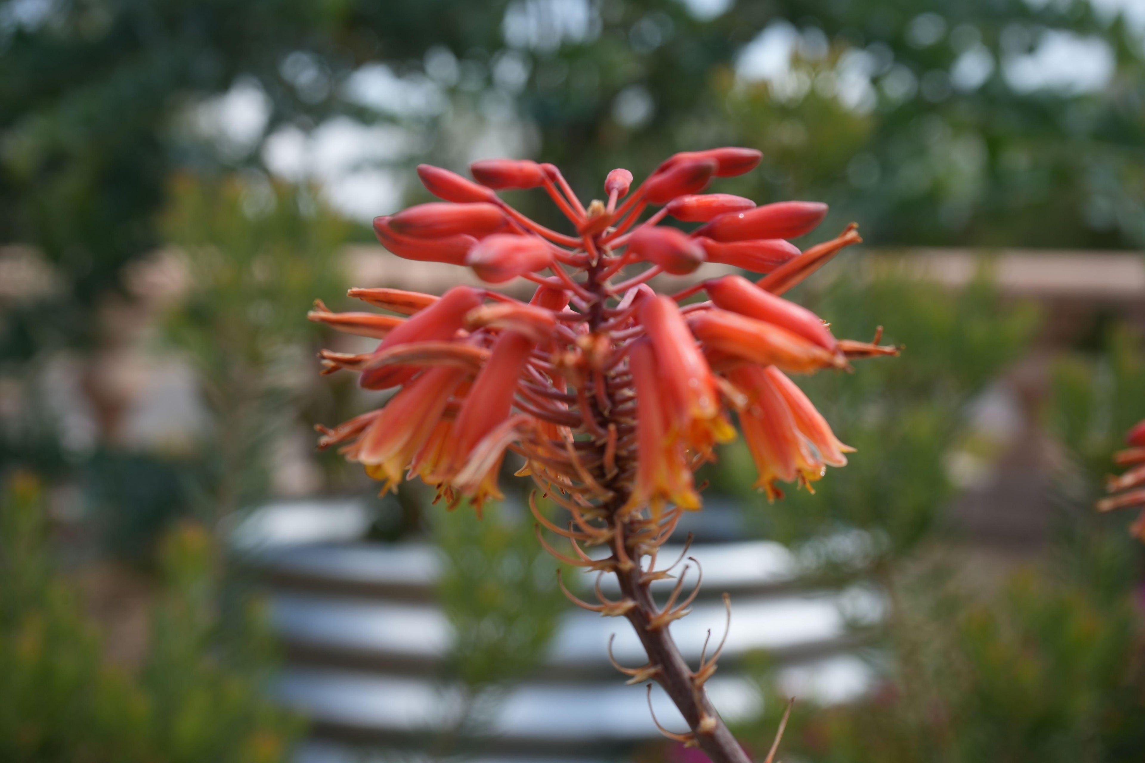 Close-up of Aloe Rooikappie succulent with vibrant red-orange tubular flowers outdoors
